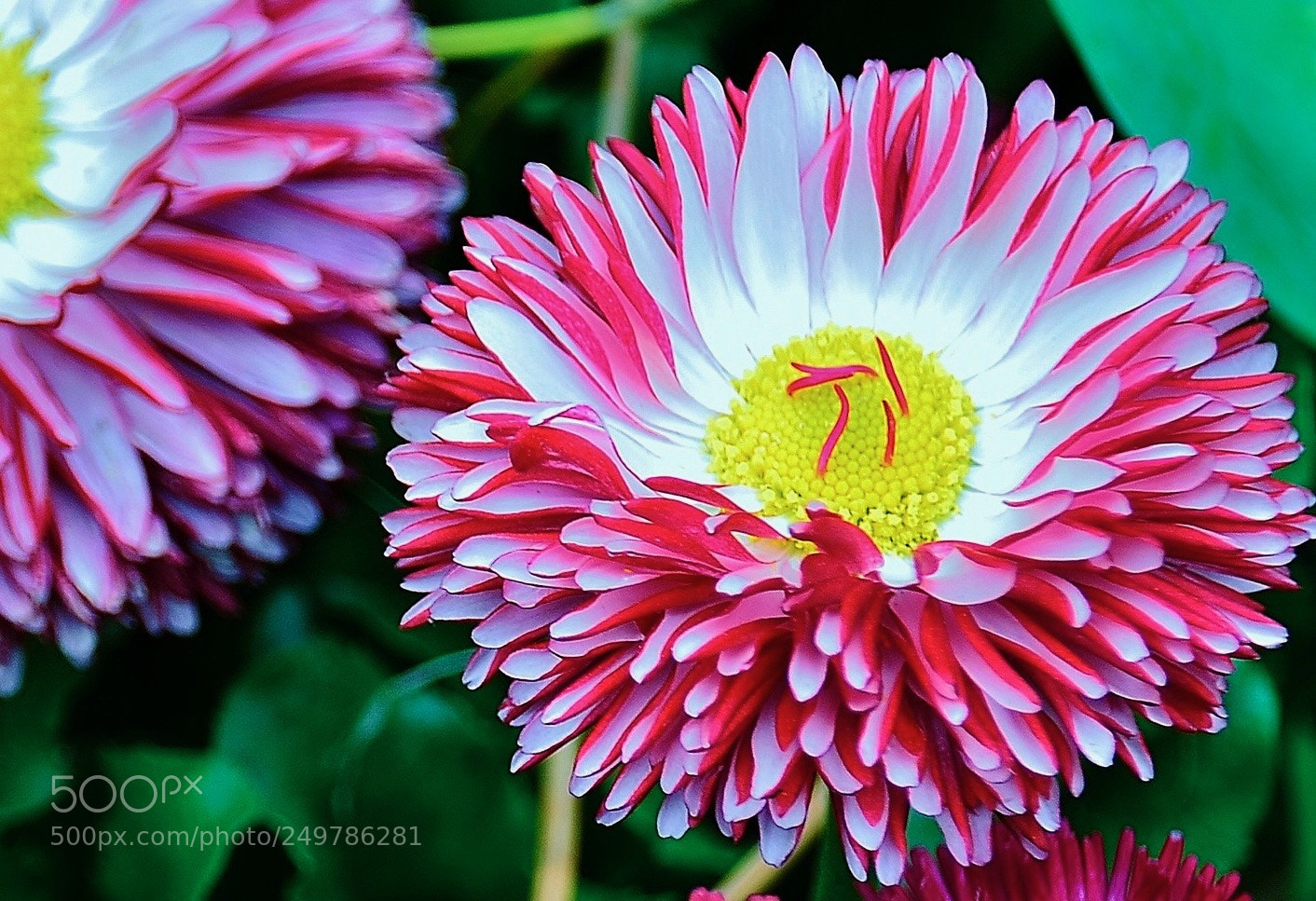 Nikon D7000 sample photo. The beauty of flower photography