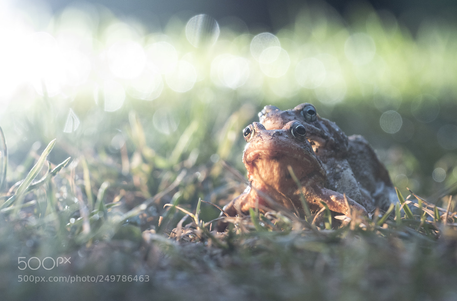 Nikon D500 sample photo. Frogs photography