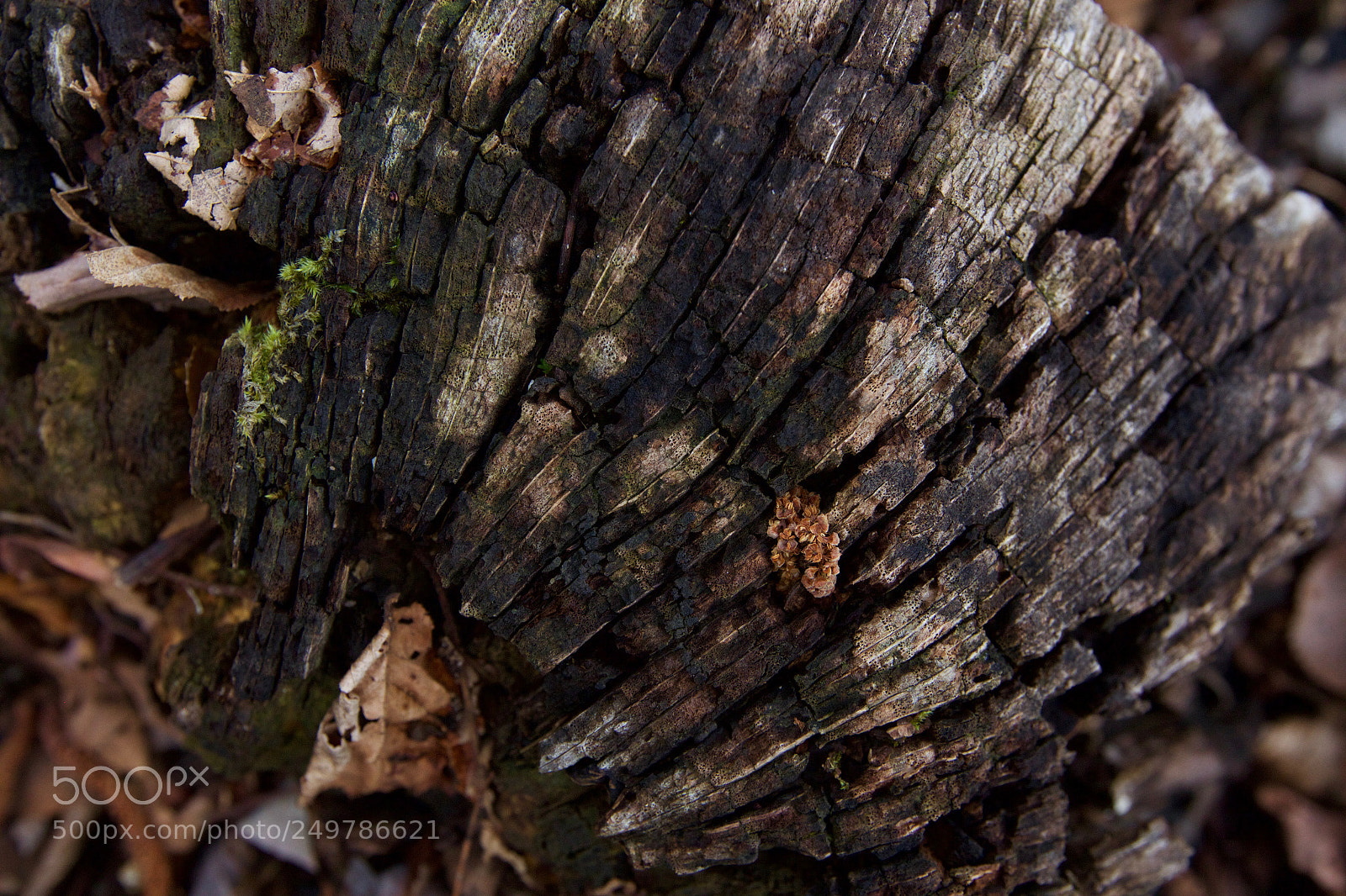 Canon EOS 600D (Rebel EOS T3i / EOS Kiss X5) sample photo. Bark and moss photography