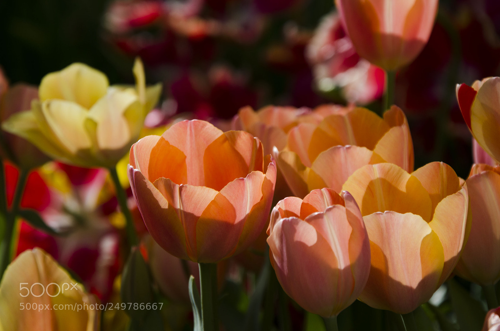 Nikon D7000 sample photo. Pink tulips photography