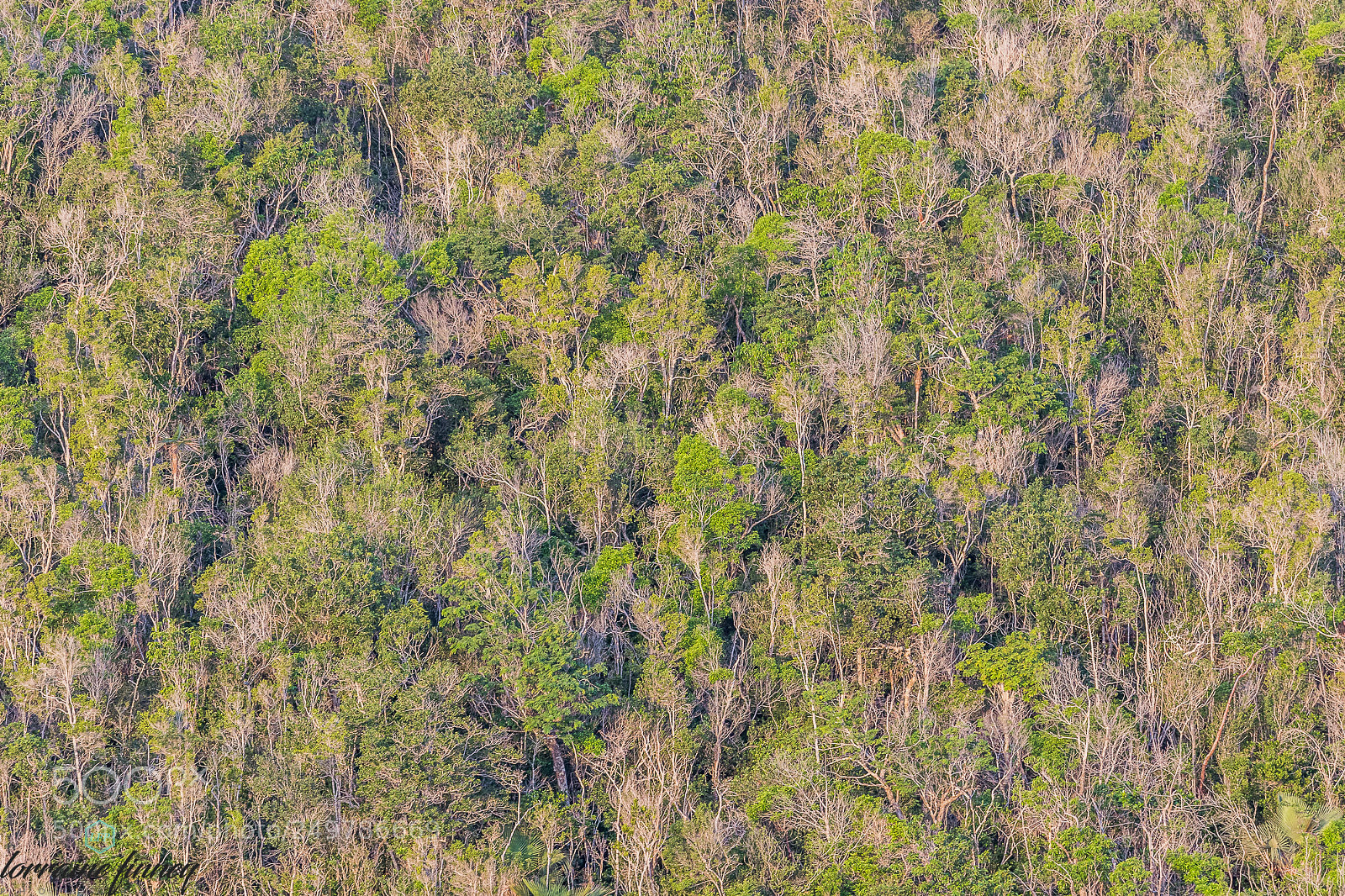 Canon EOS 6D Mark II sample photo. Treescape photography