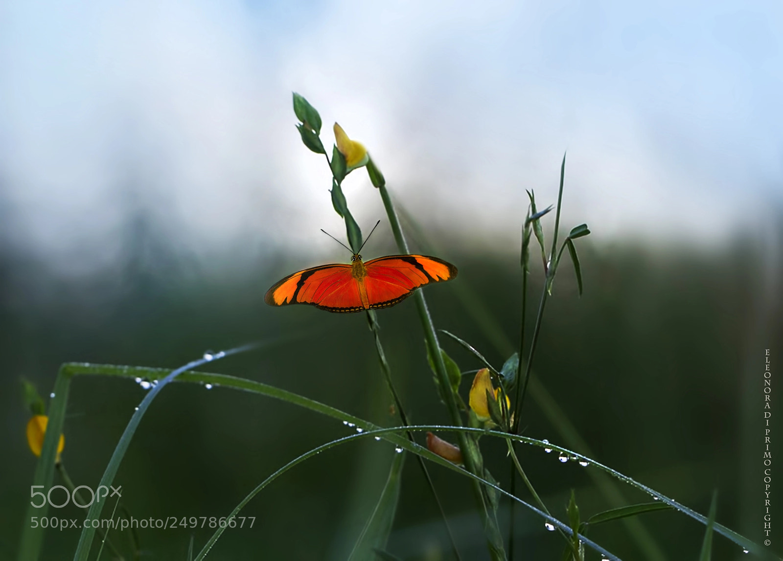 Canon EOS 7D sample photo. Paradise photography