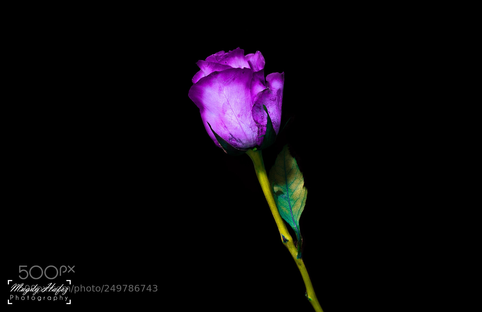 Nikon D5100 sample photo. The lighting purple flower photography