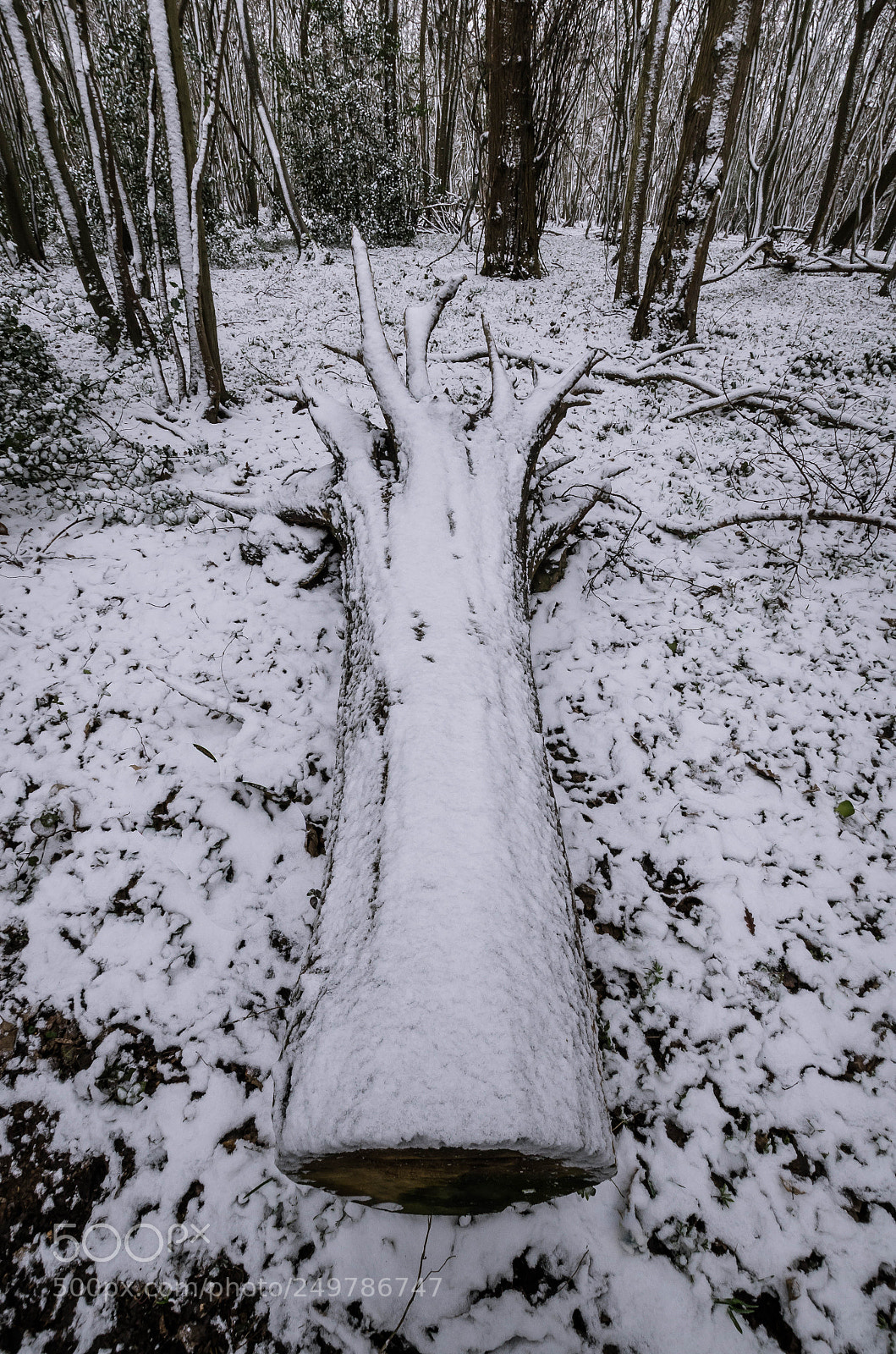 Nikon D7000 sample photo. Stumpy photography