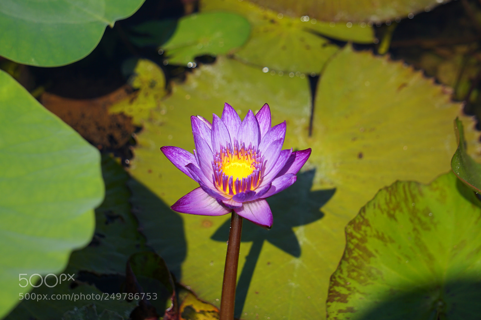 Sony a6000 sample photo. Dsc photography