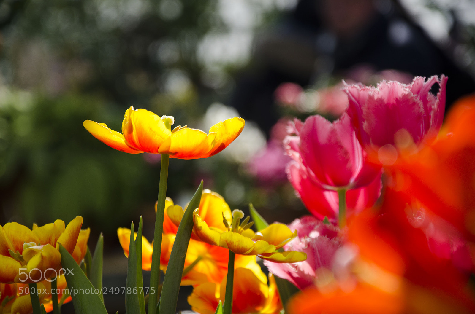 Nikon D7000 sample photo. Tulips photography