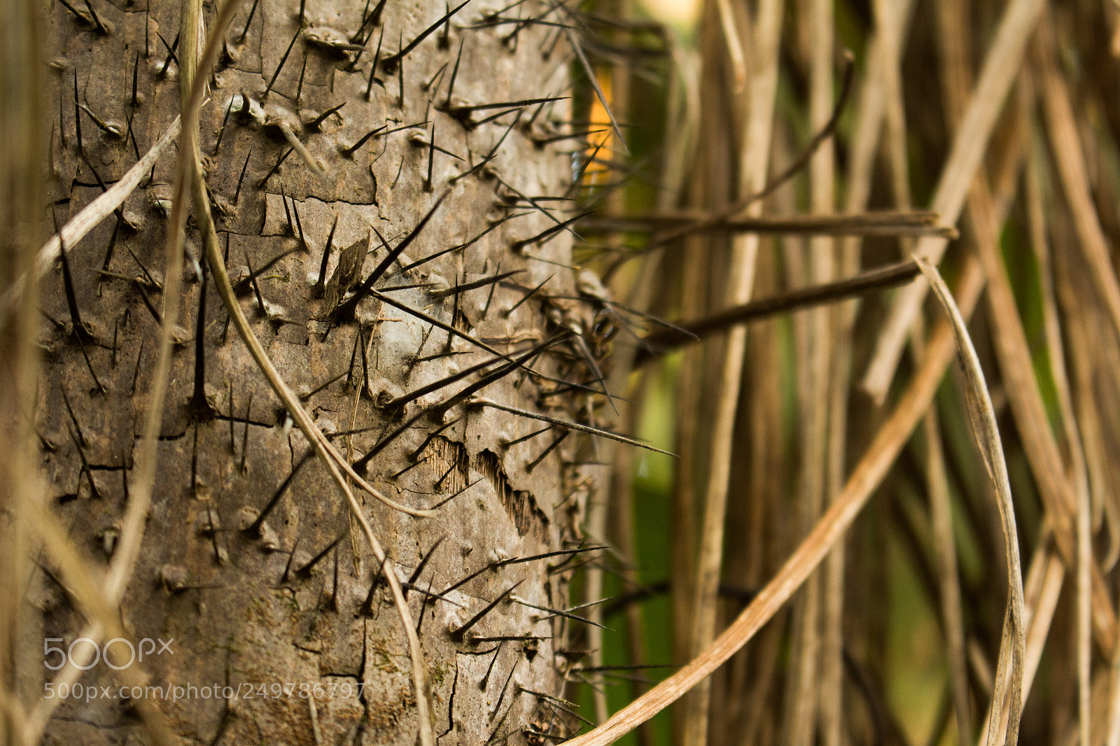 Canon EOS 700D (EOS Rebel T5i / EOS Kiss X7i) sample photo. Prickly perspective photography