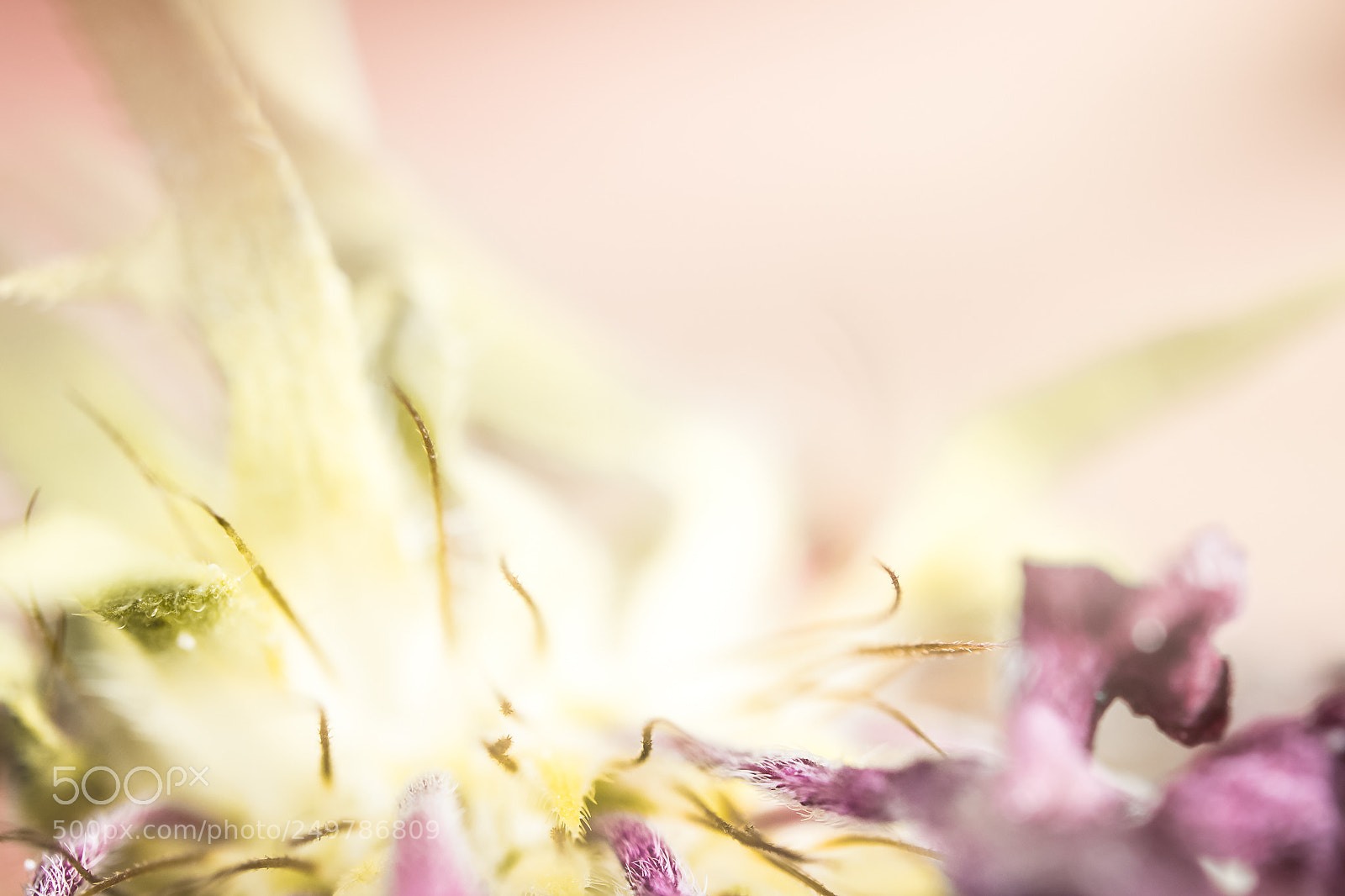 Olympus OM-D E-M10 II sample photo. Pistilles photography