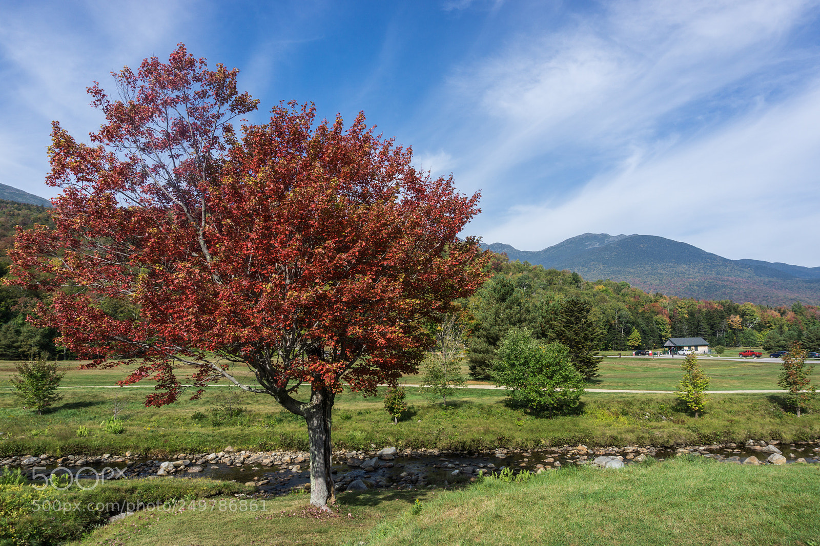 Sony a6000 sample photo. Foliage tree at the photography