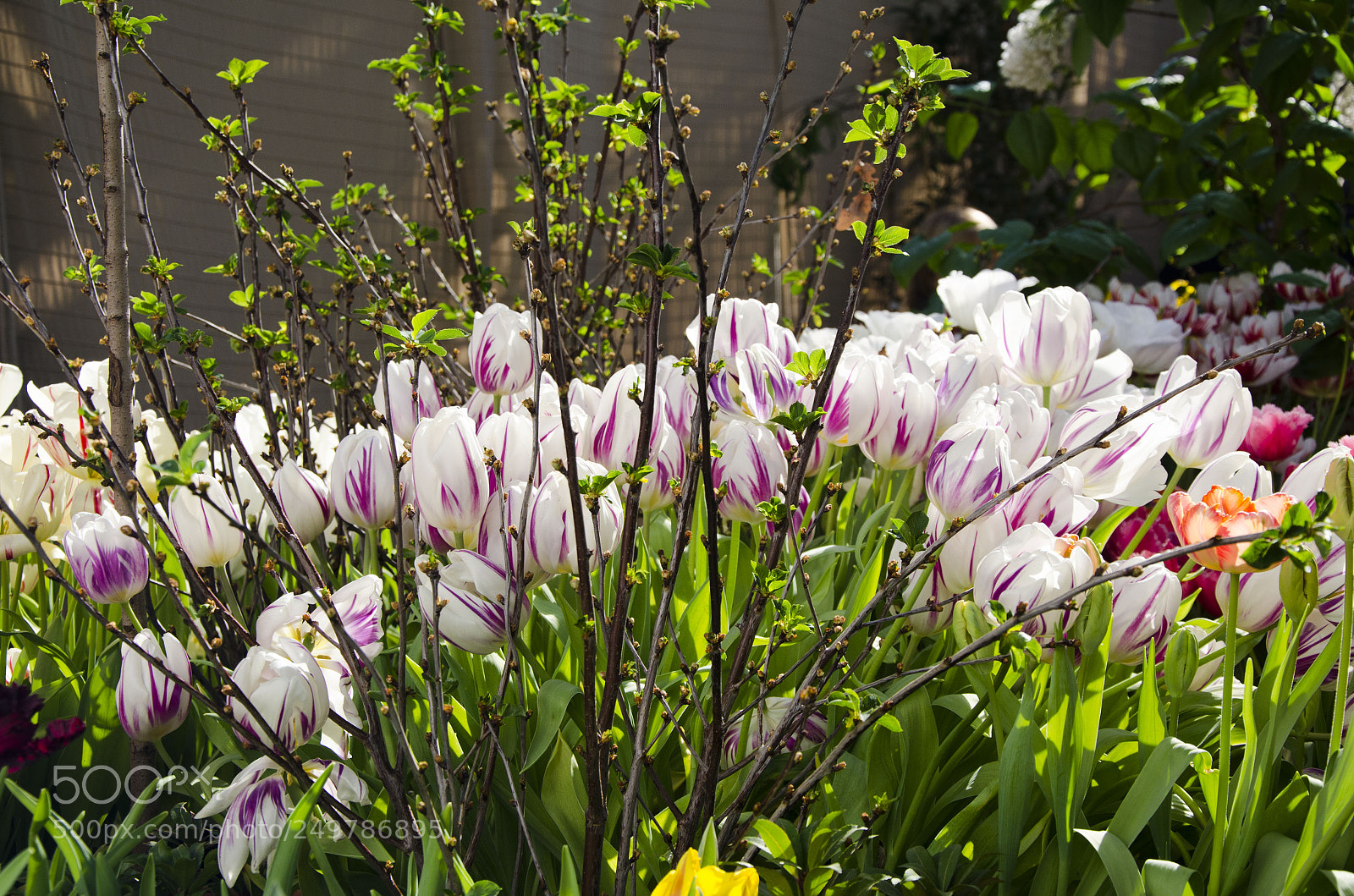 Nikon D7000 sample photo. Spring in the garden photography