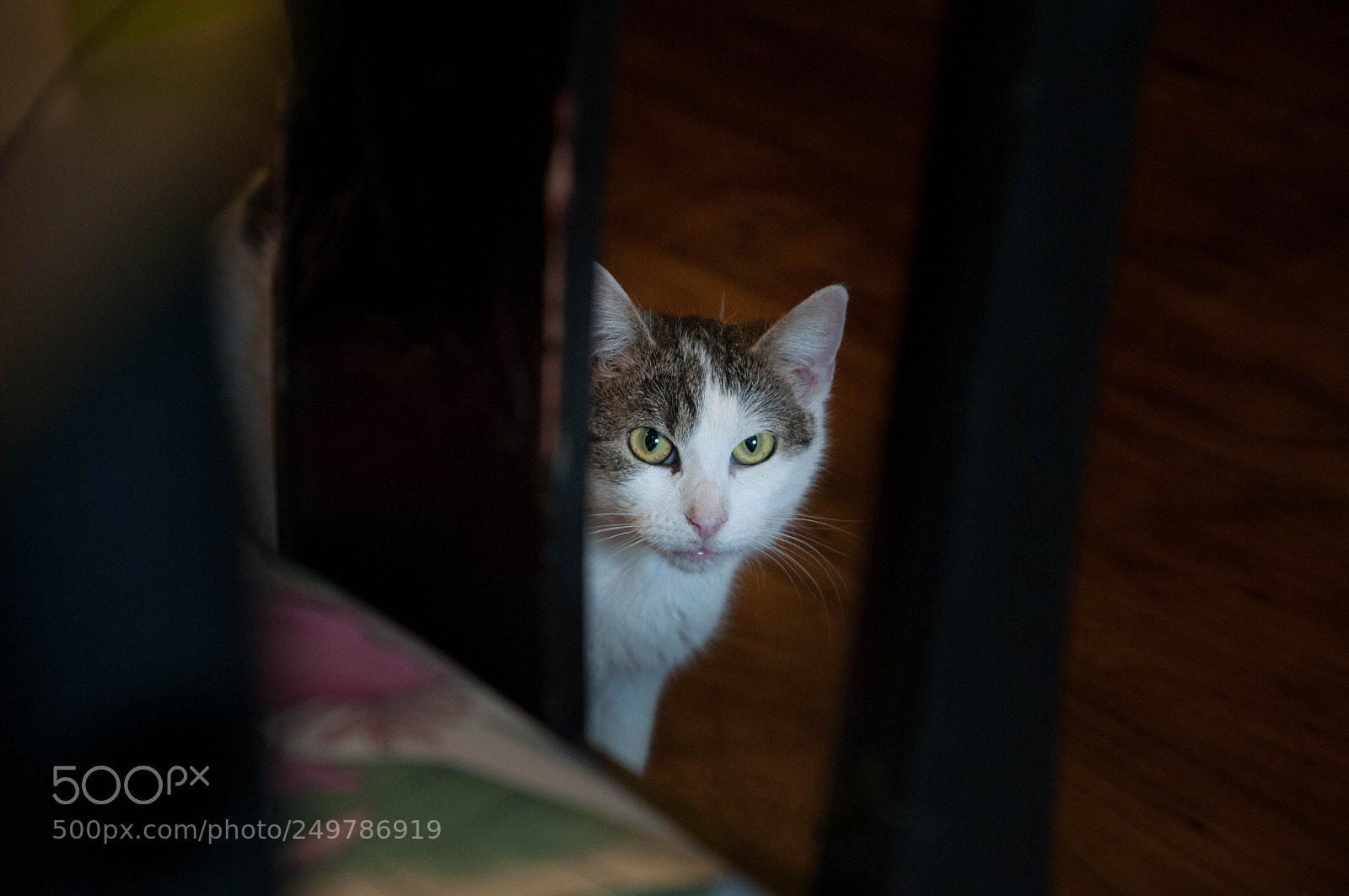 Nikon D300S sample photo. Meow photography