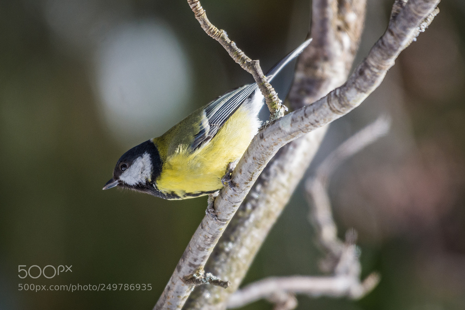 Nikon D7200 sample photo. Great tit photography