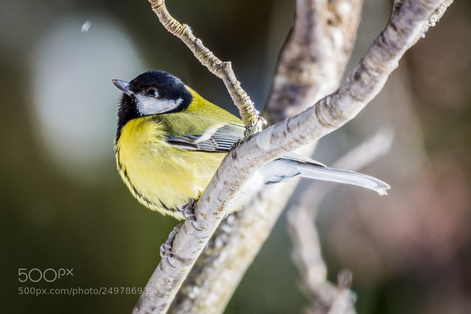 Nikon D7200 sample photo. Great tit photography