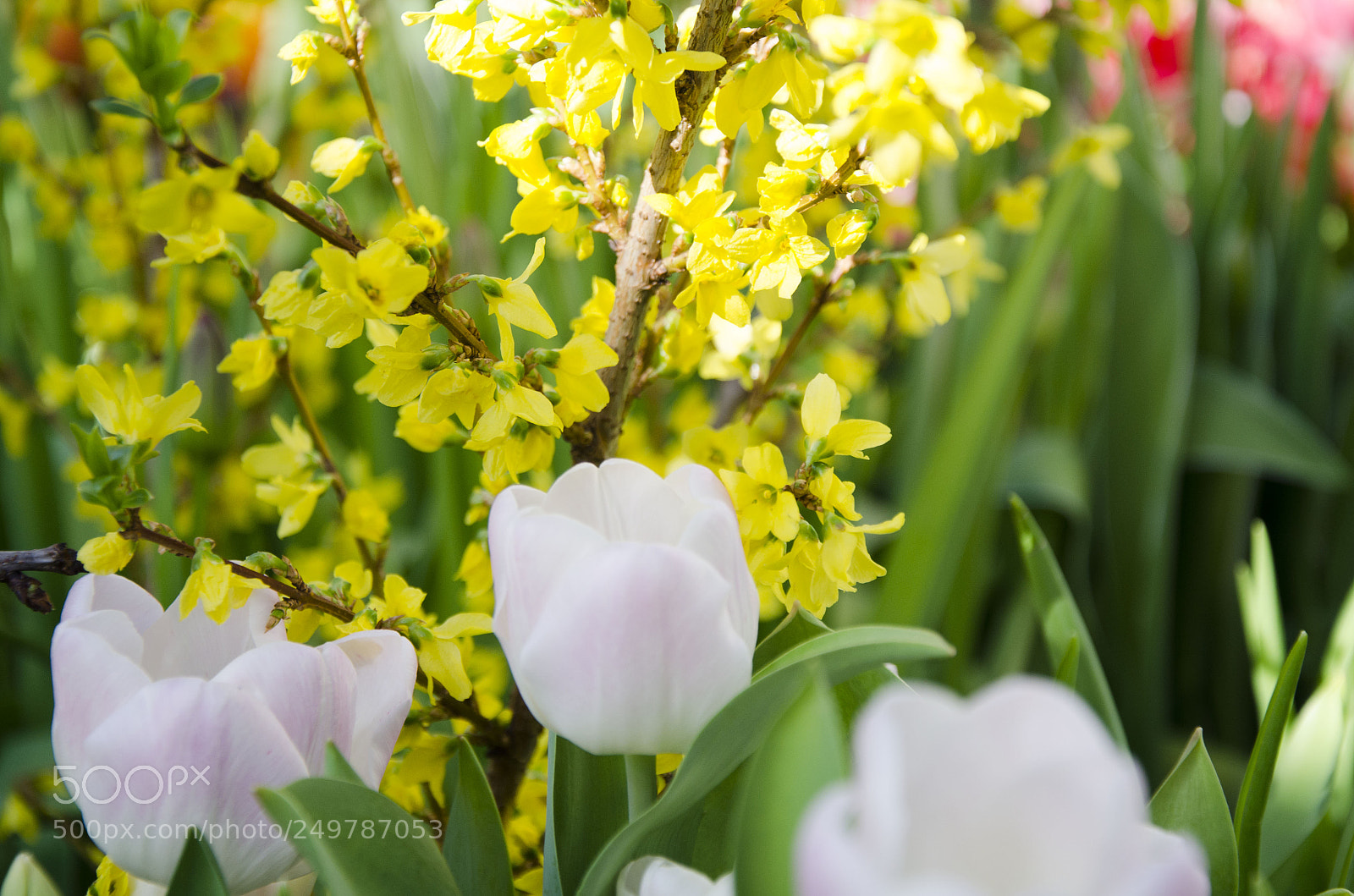 Nikon D7000 sample photo. Colors of spring photography