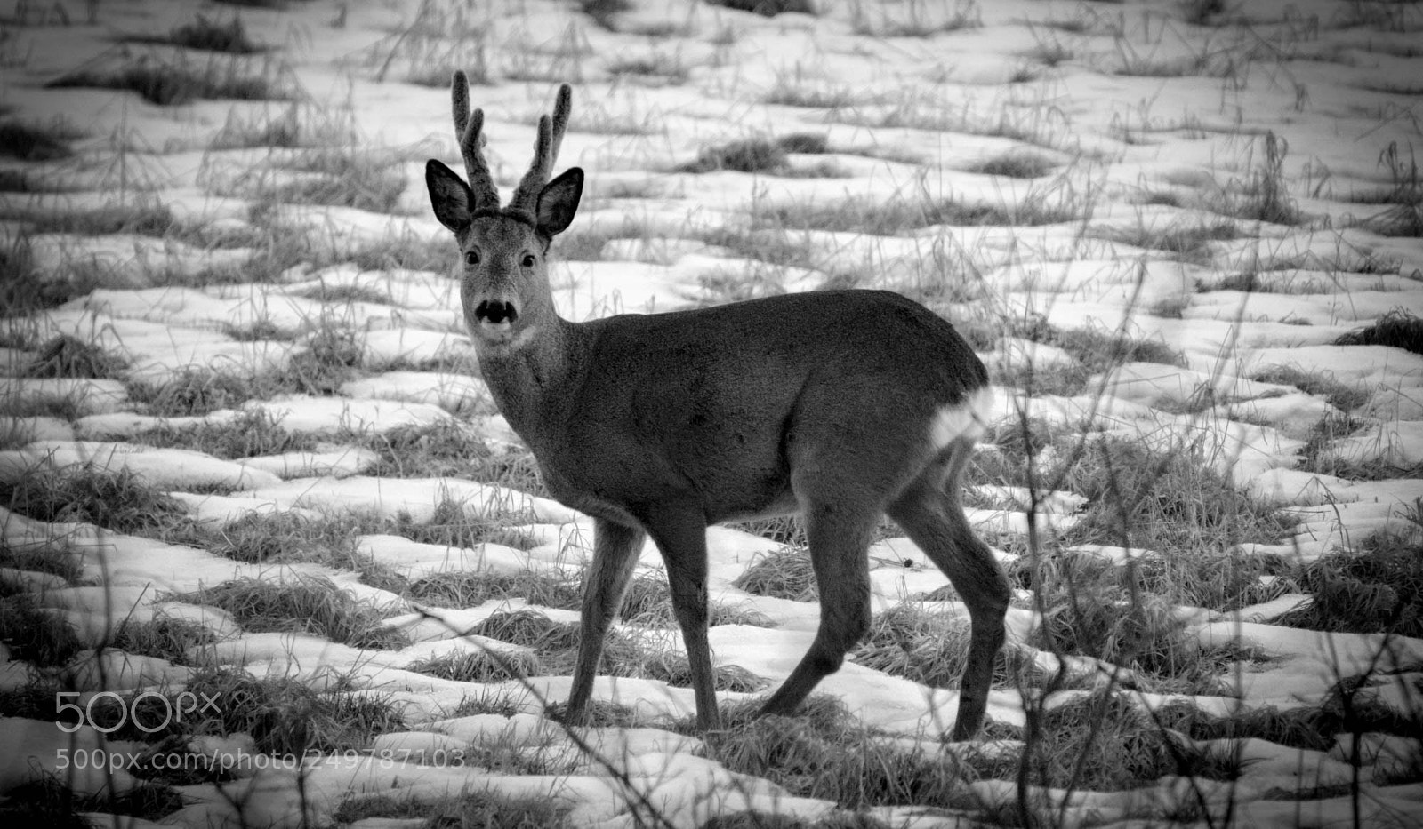 Nikon D5200 sample photo. Roe deer in black photography