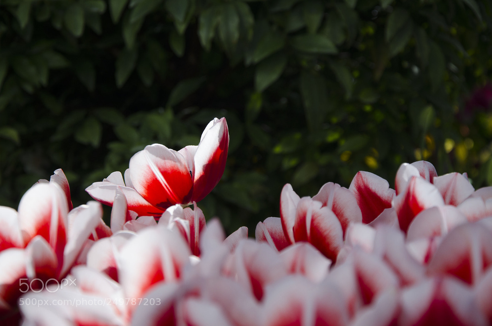 Nikon D7000 sample photo. Solo photography