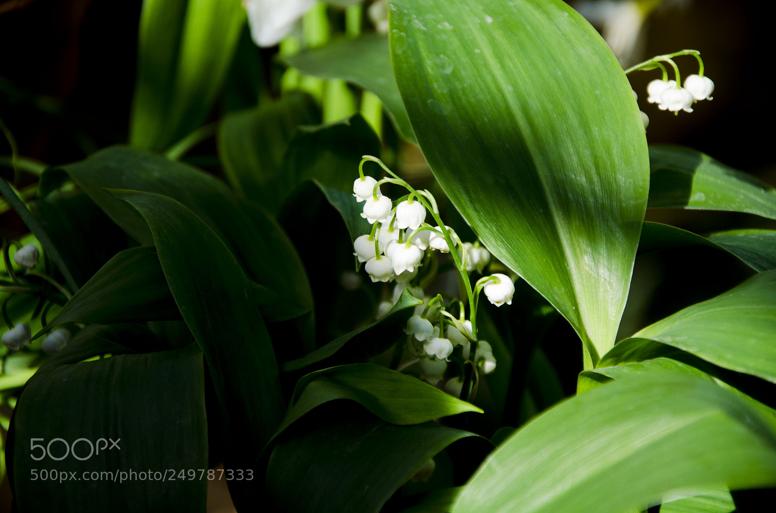 Nikon D7000 sample photo. Lilies photography