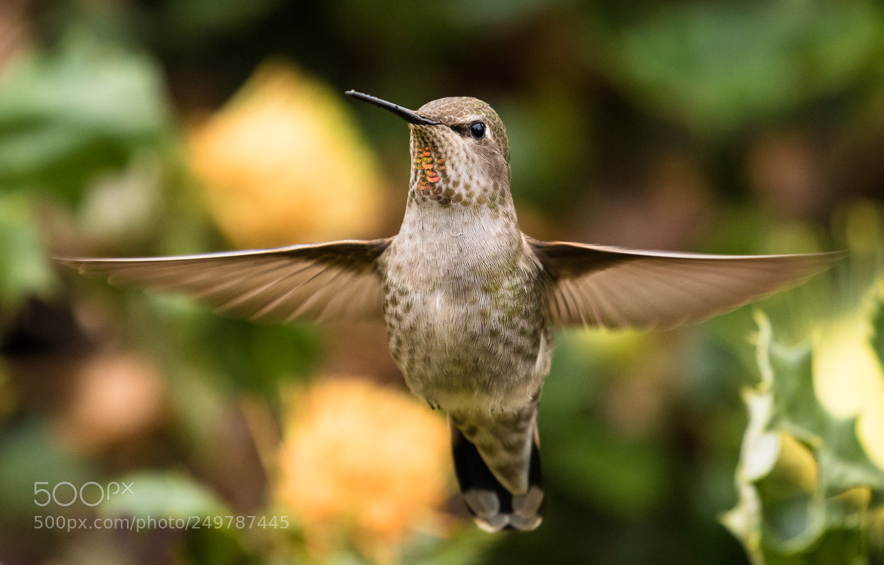 Canon EOS 7D Mark II sample photo. Hovering photography