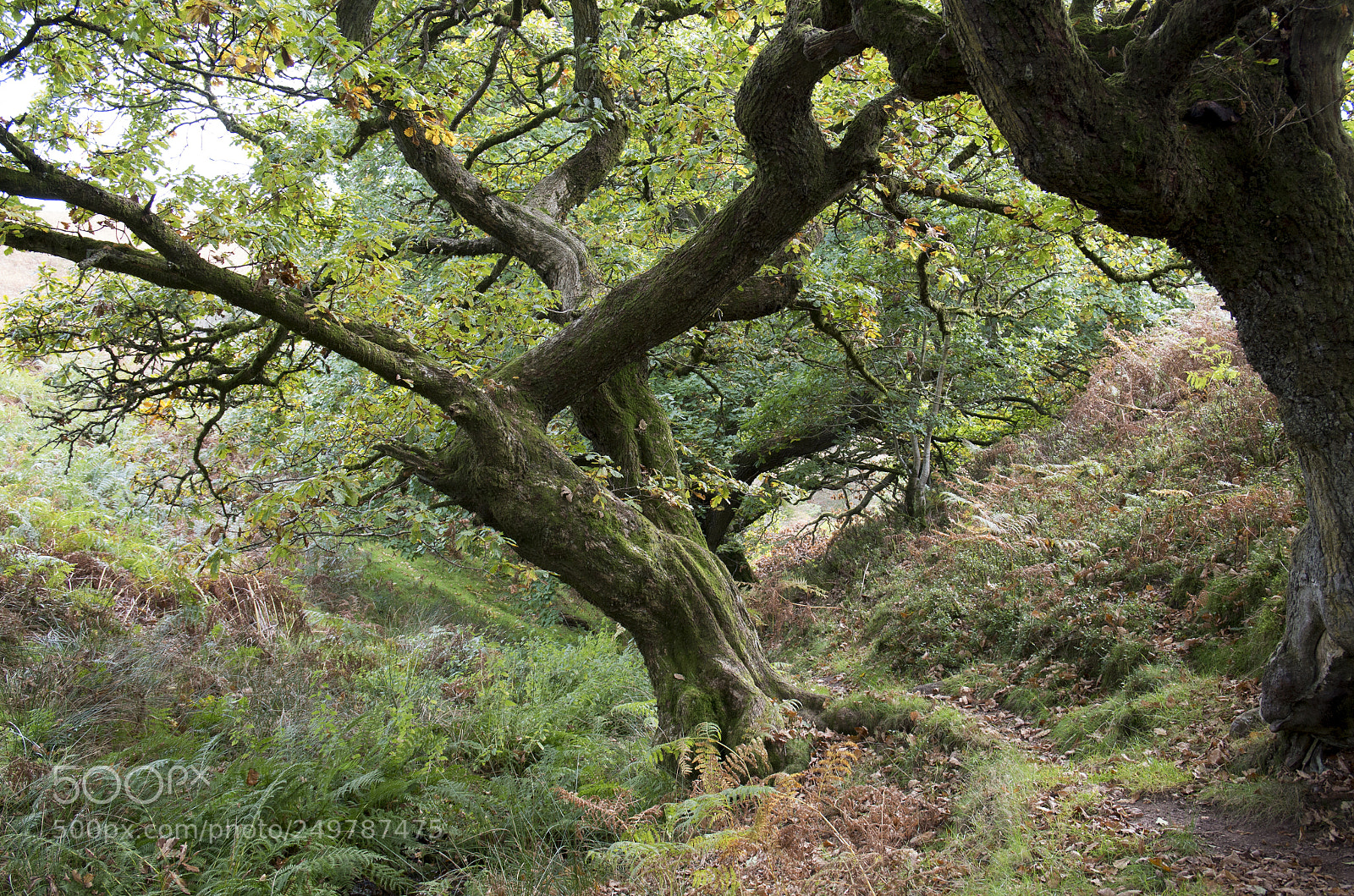 Pentax K-50 sample photo. Old trees photography