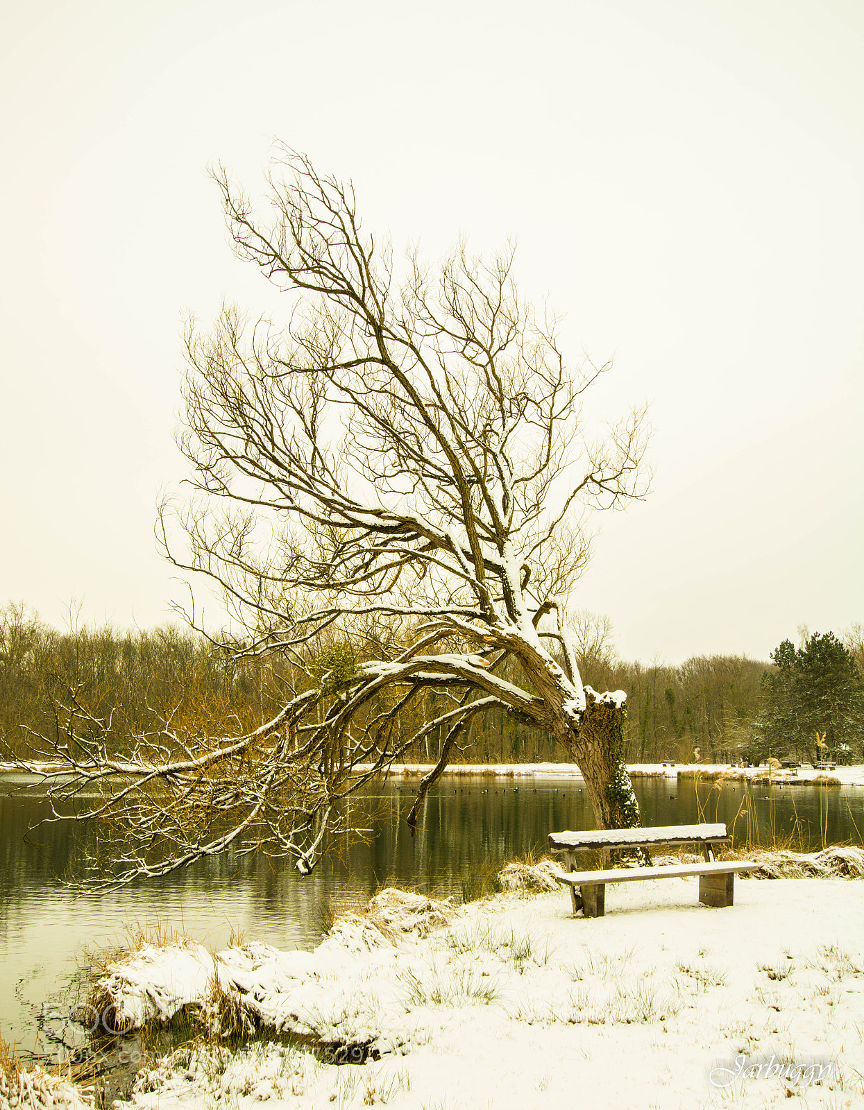 Nikon D7100 sample photo. Lost tree photography