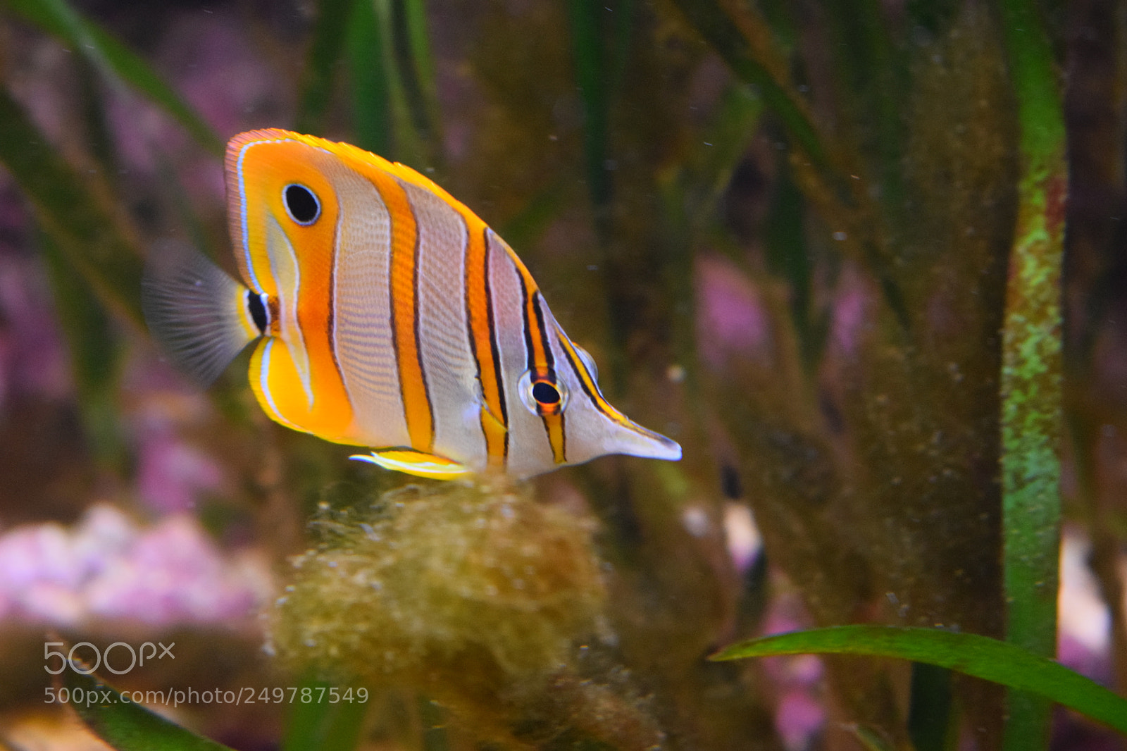 Nikon D3300 sample photo. Poisson pincette a bande photography
