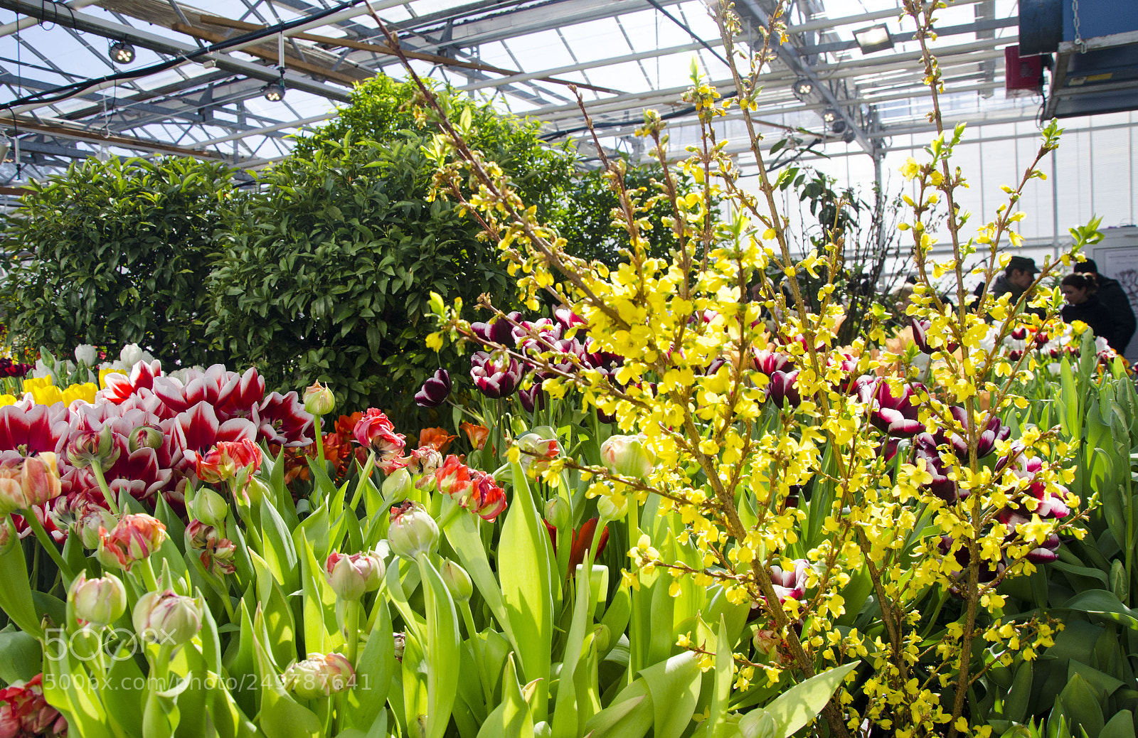 Nikon D7000 sample photo. Spring colors photography