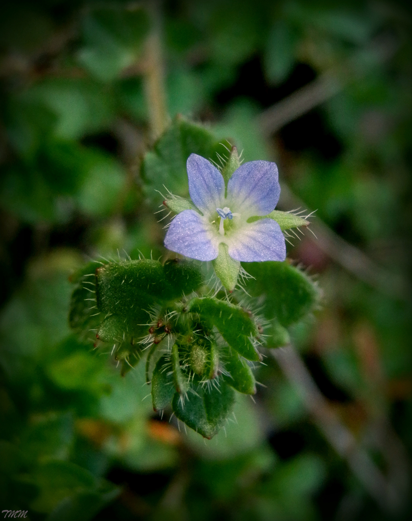 Olympus SH-21 sample photo. Macro veronica photography