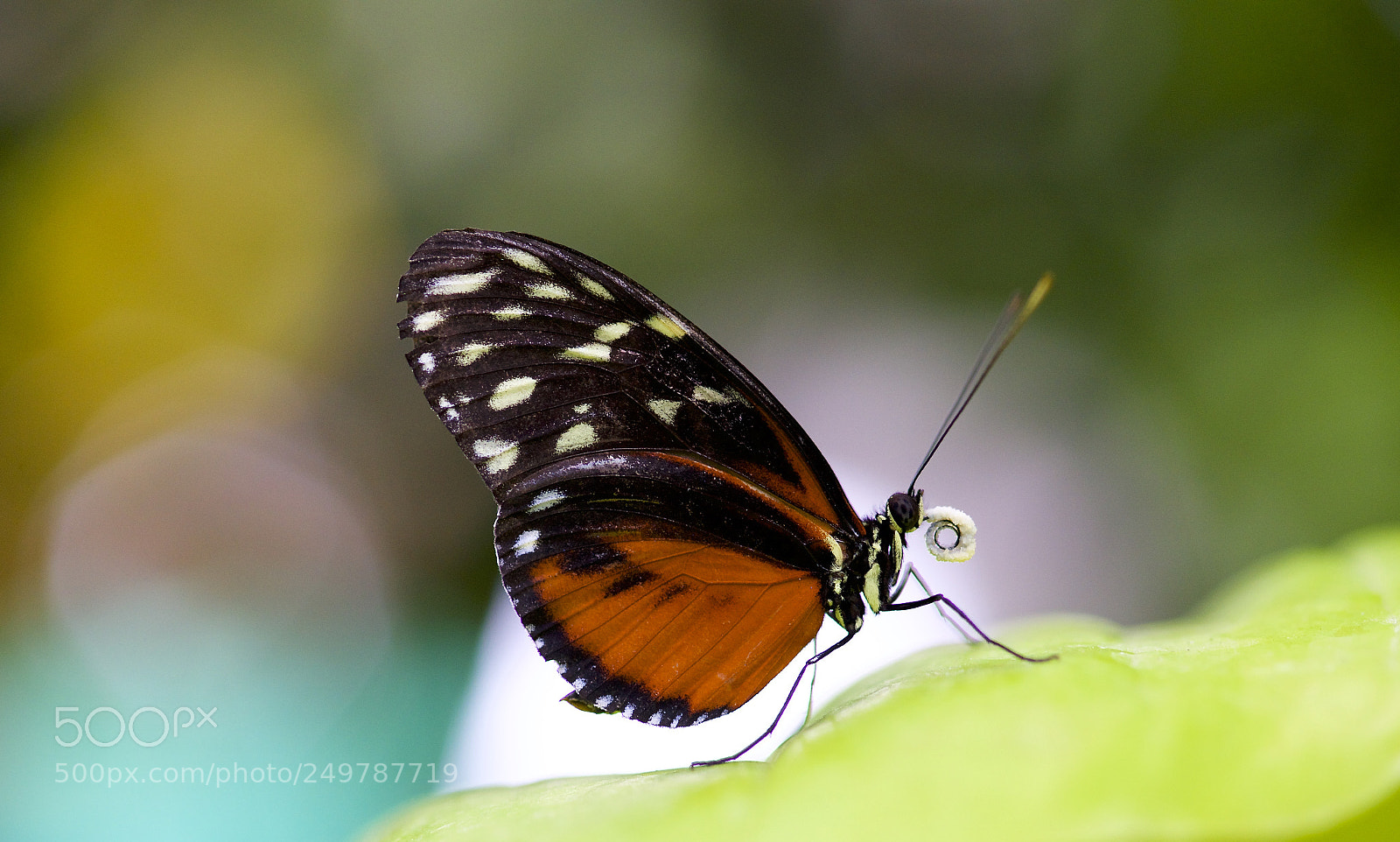 Nikon D610 sample photo. Uphill photography