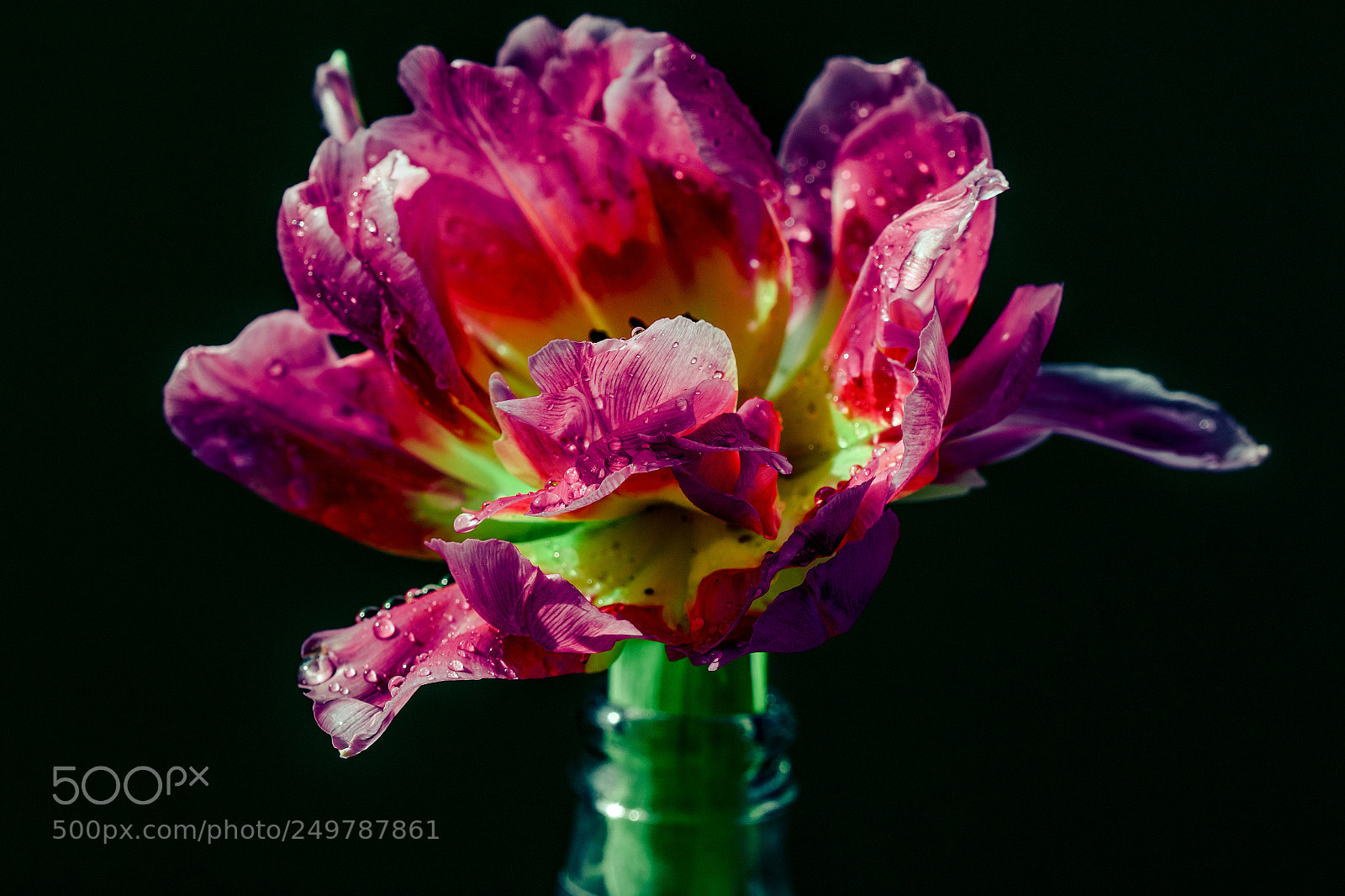 Canon EOS 70D sample photo. Spring? frozen tulip photography