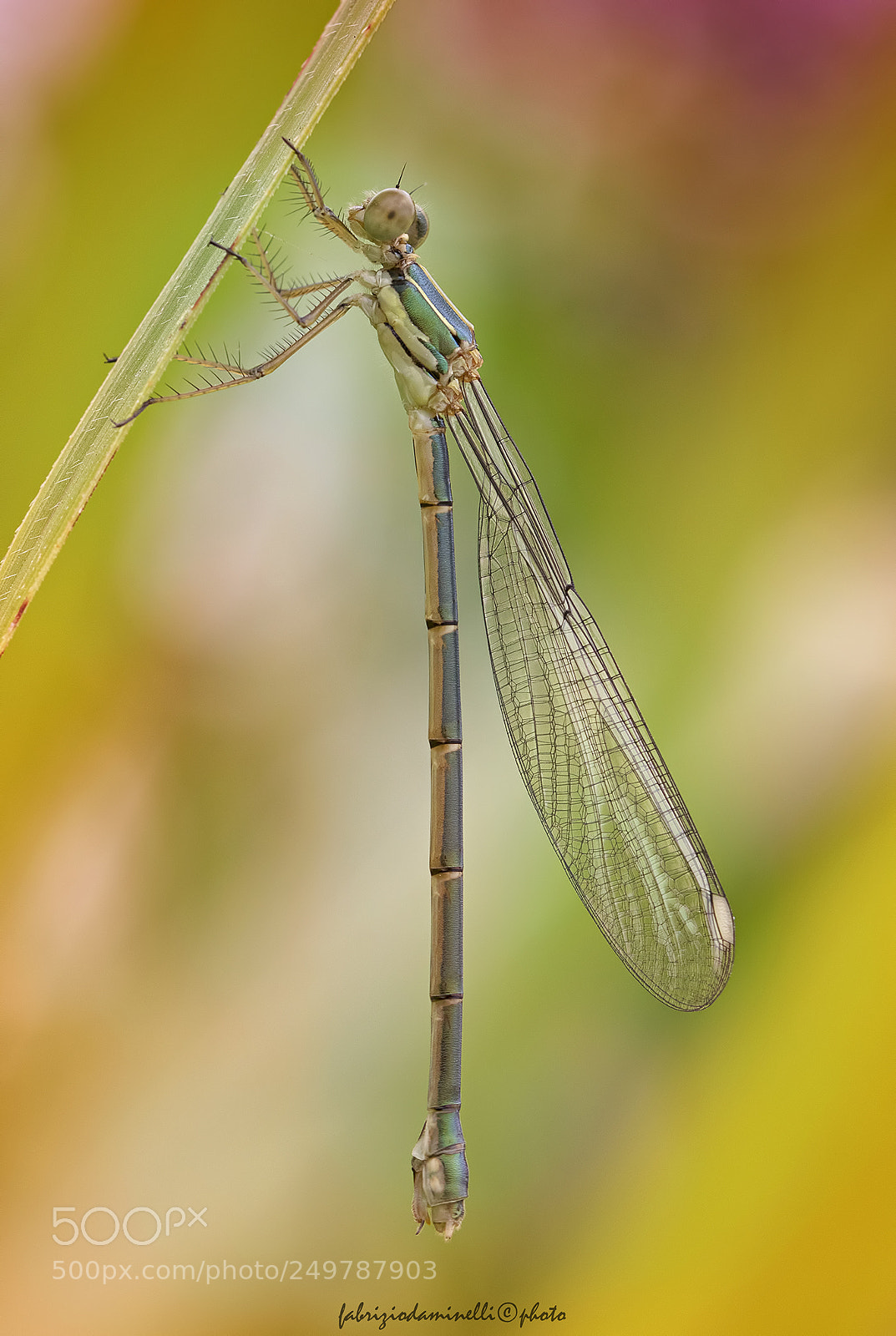 Canon EOS 7D Mark II sample photo. Chalcolestes viridis photography