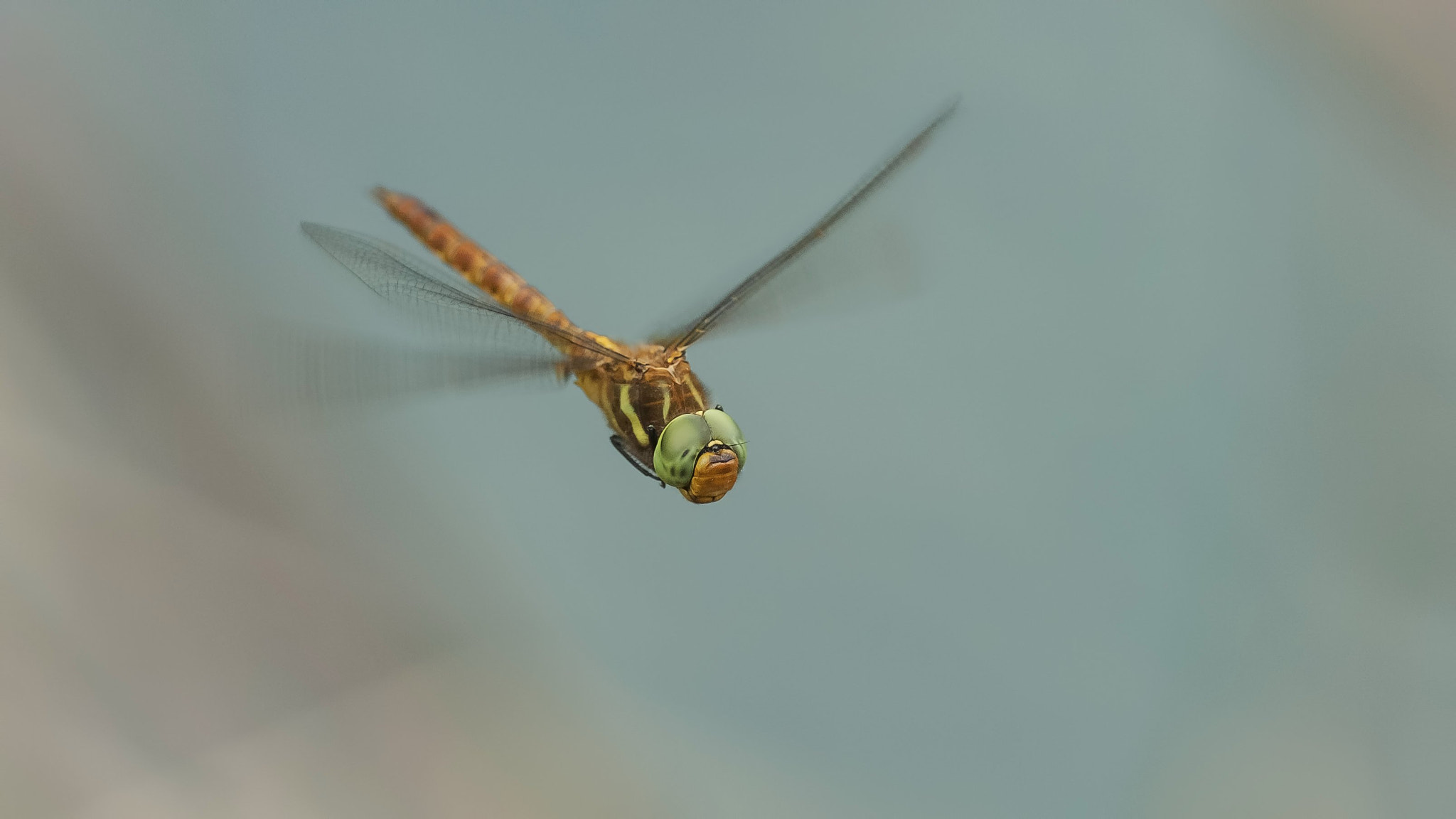 Nikon D2Xs sample photo. Vuelo del rubio de ojos verdes photography