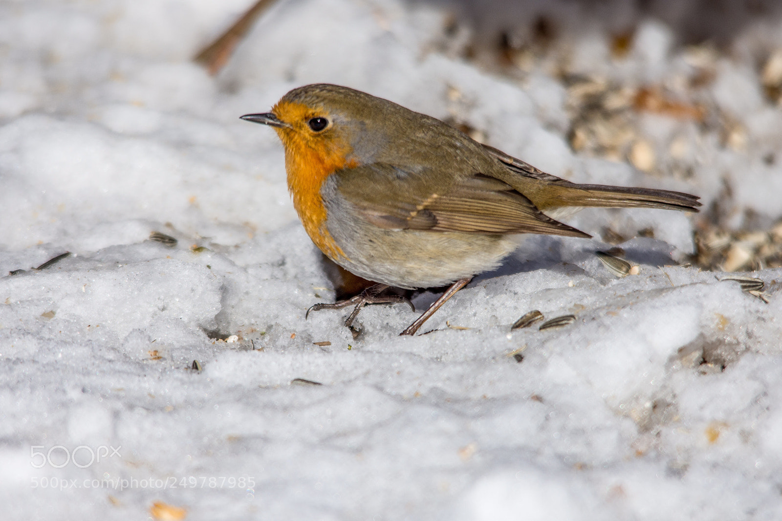 Nikon D7200 sample photo. Robin photography