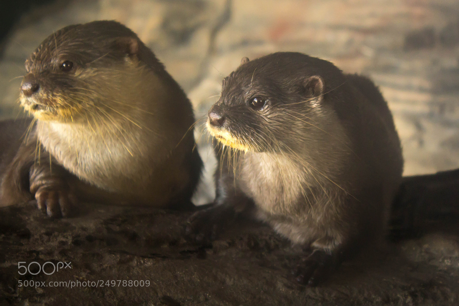 Canon EOS 1200D (EOS Rebel T5 / EOS Kiss X70 / EOS Hi) sample photo. Otter photography