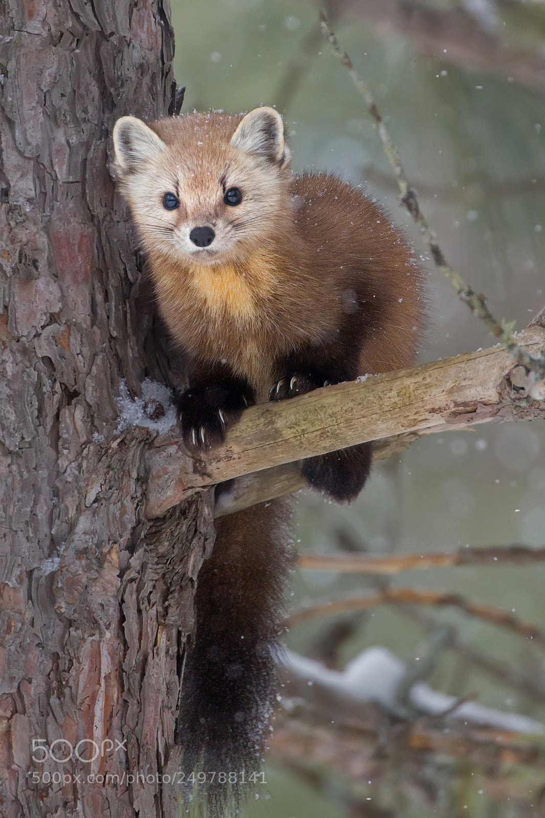 Canon EOS-1D Mark IV sample photo. Pine marten 8922 photography