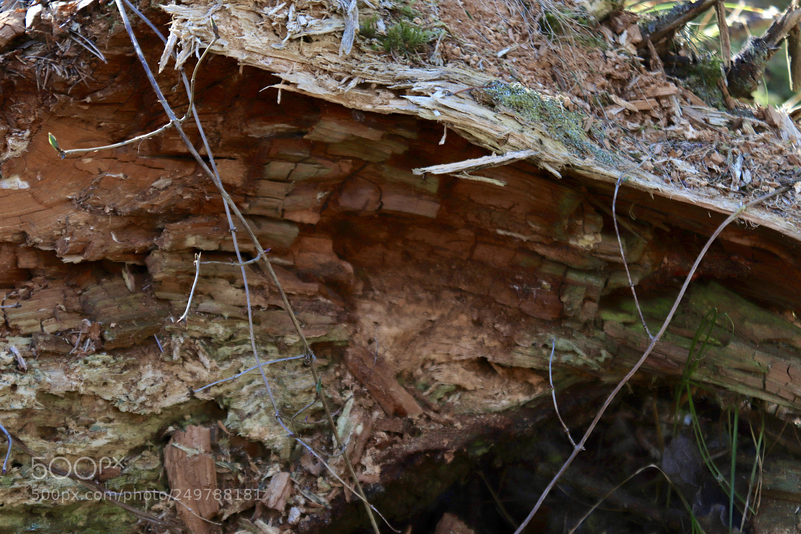 Canon EOS 77D (EOS 9000D / EOS 770D) sample photo. Inside a tree photography