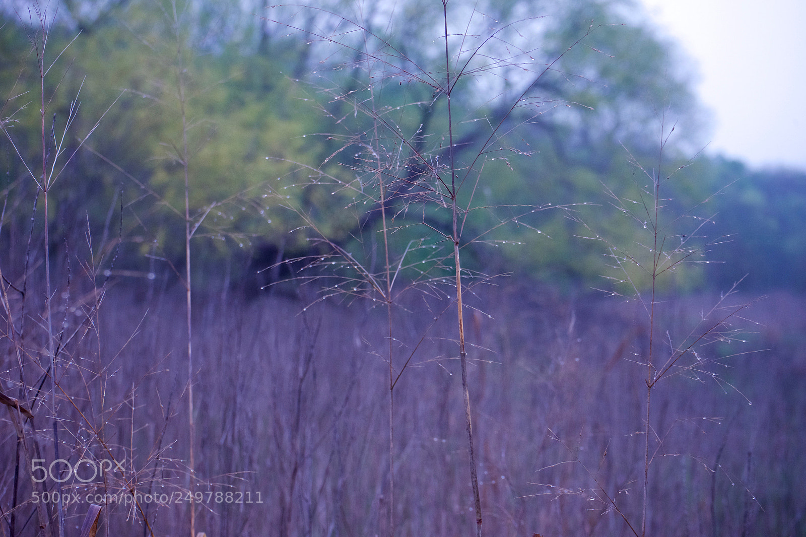 Sony a7 II sample photo. Untitled photography