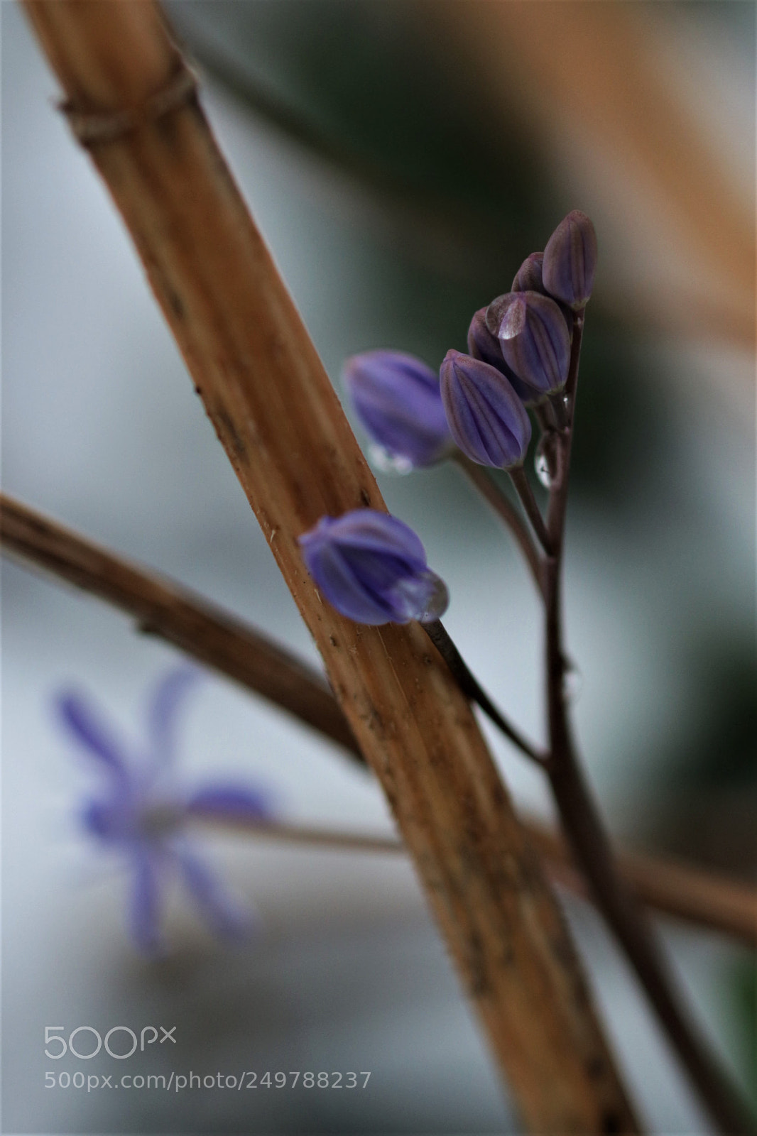 Canon EOS 700D (EOS Rebel T5i / EOS Kiss X7i) sample photo. Awakening photography