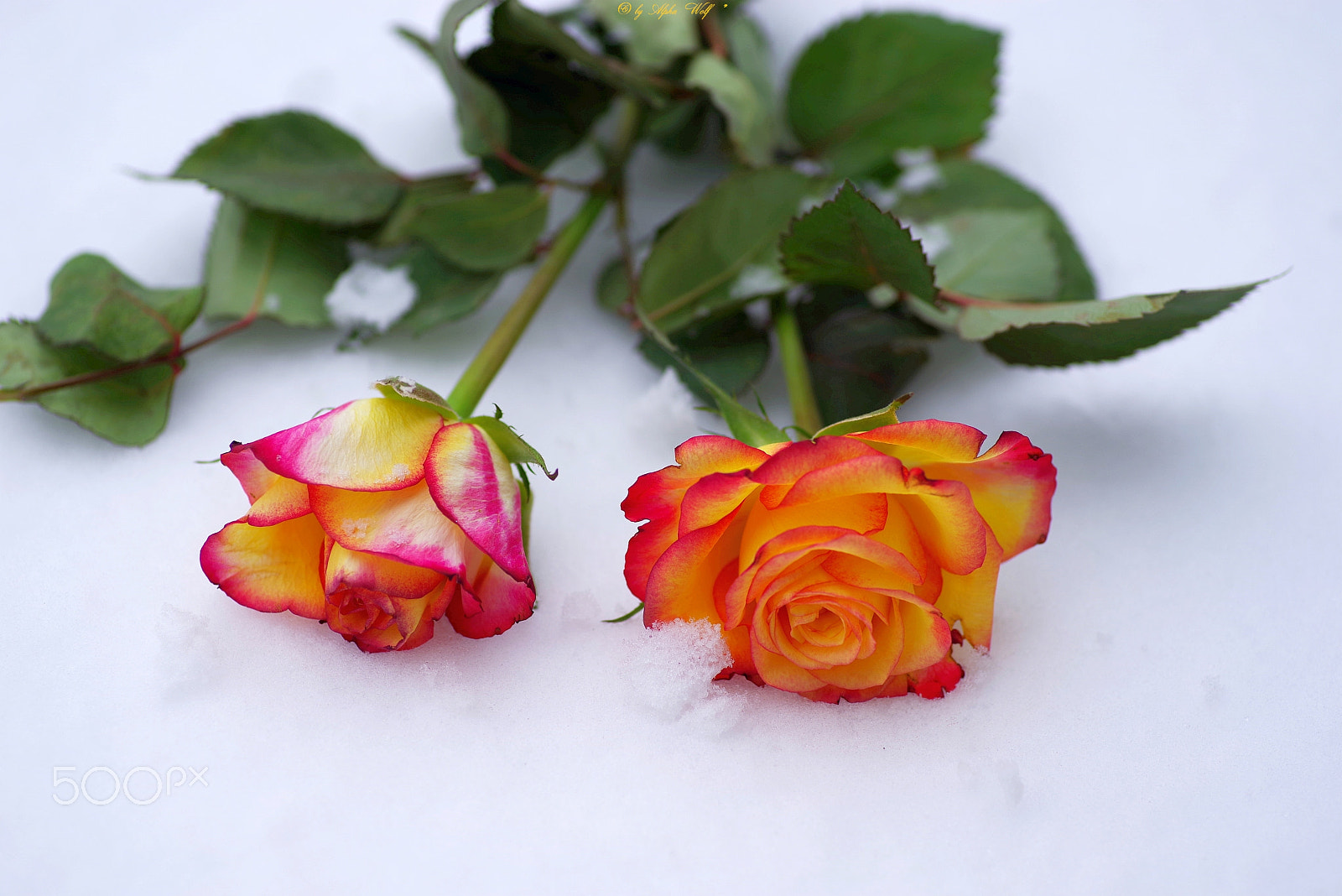 Pentax smc D-FA 100mm F2.8 Macro WR sample photo. Roses photography