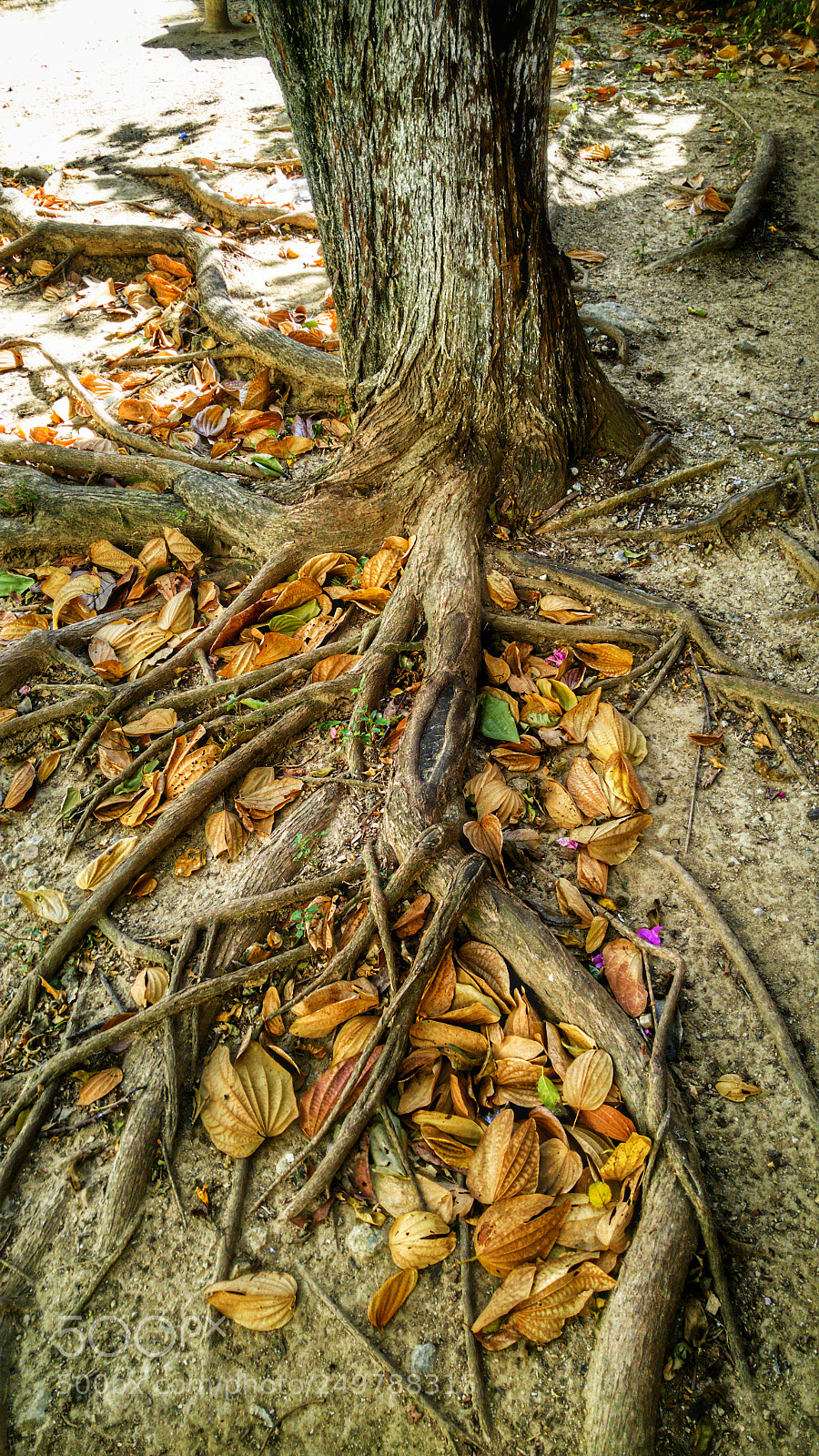 LG G4 sample photo. Out of its roots photography
