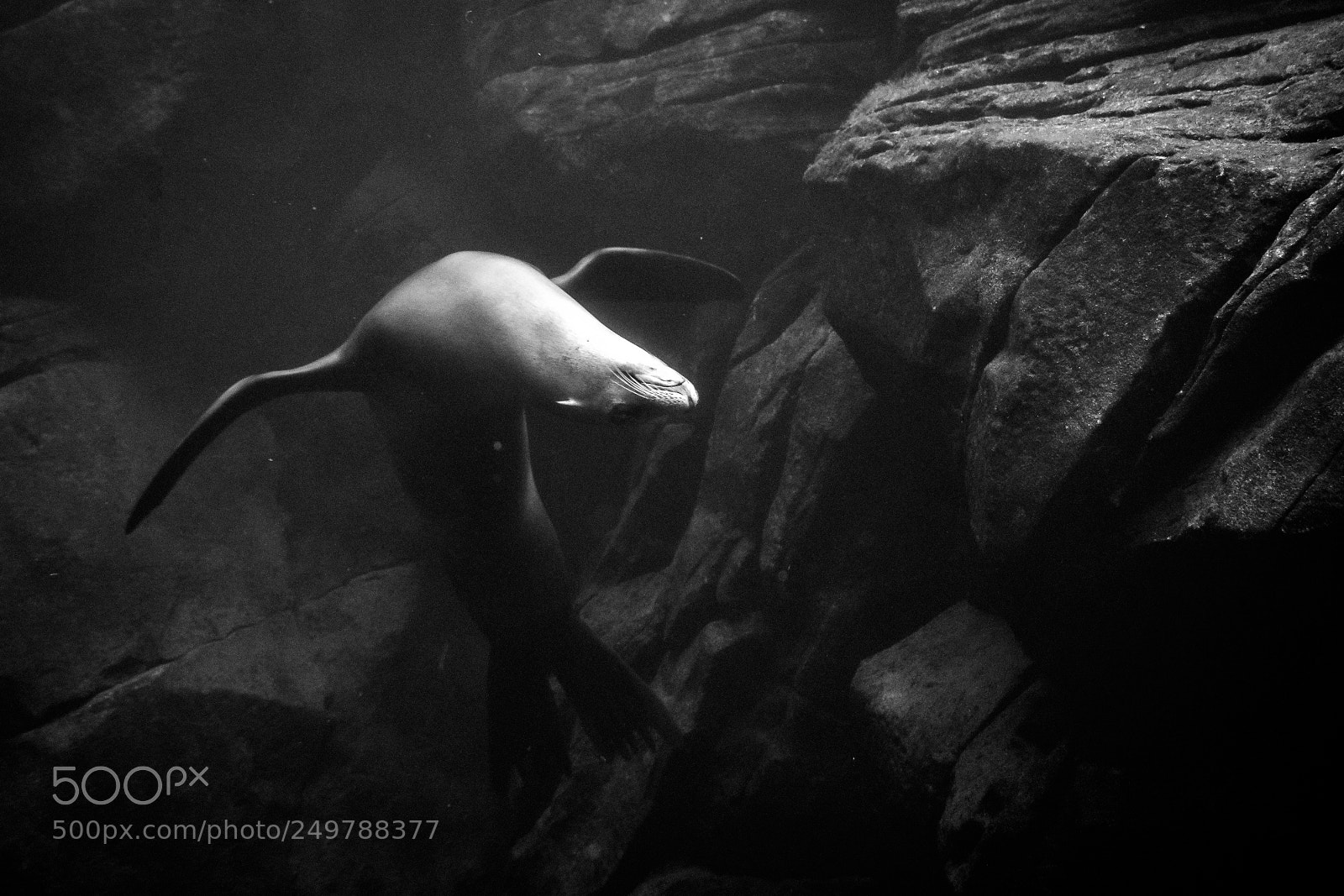 Nikon D7200 sample photo. Sea lion in looping photography