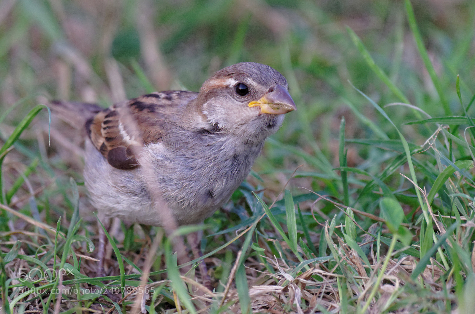 Pentax K-50 sample photo. Danube delta photography