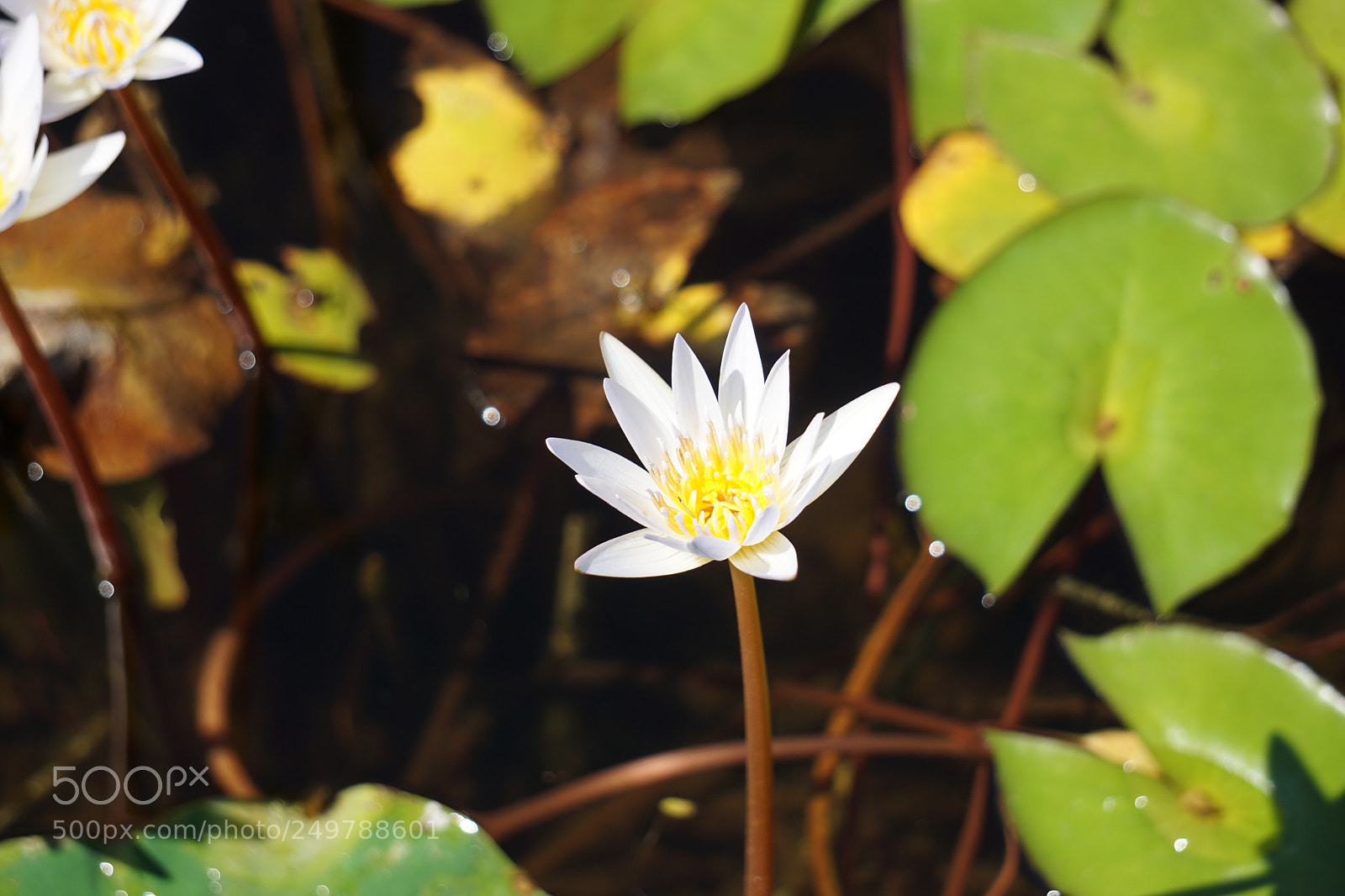 Sony a6000 sample photo. Dsc photography