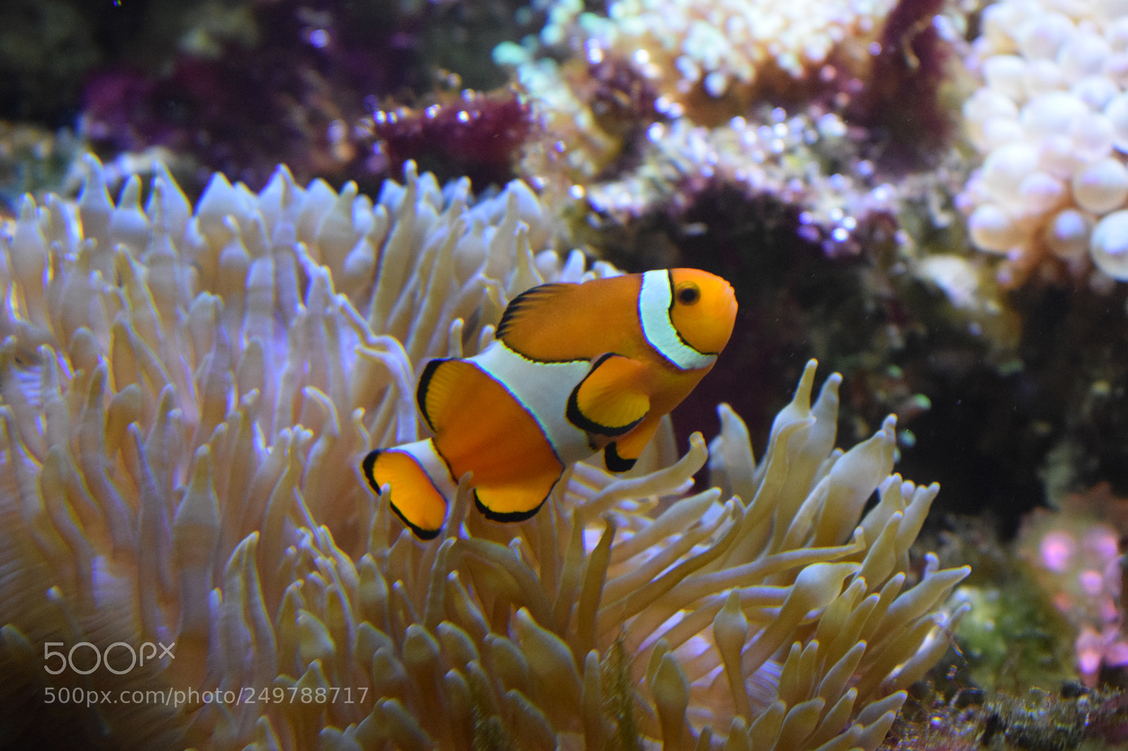 Nikon D3300 sample photo. Nemo, poisson clown photography