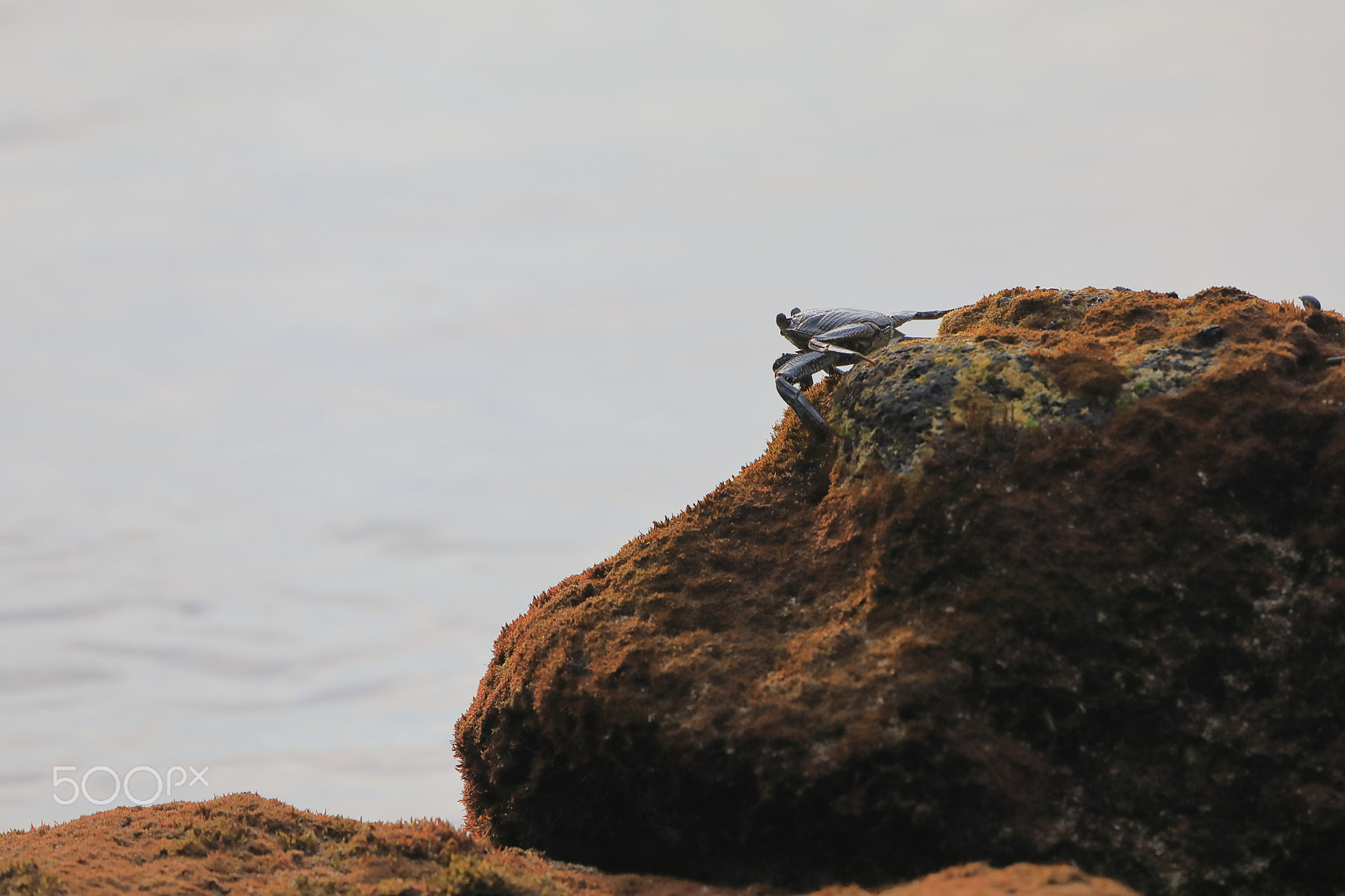 Canon EF 100-400mm F4.5-5.6L IS USM sample photo. Hawaiian black crab photography