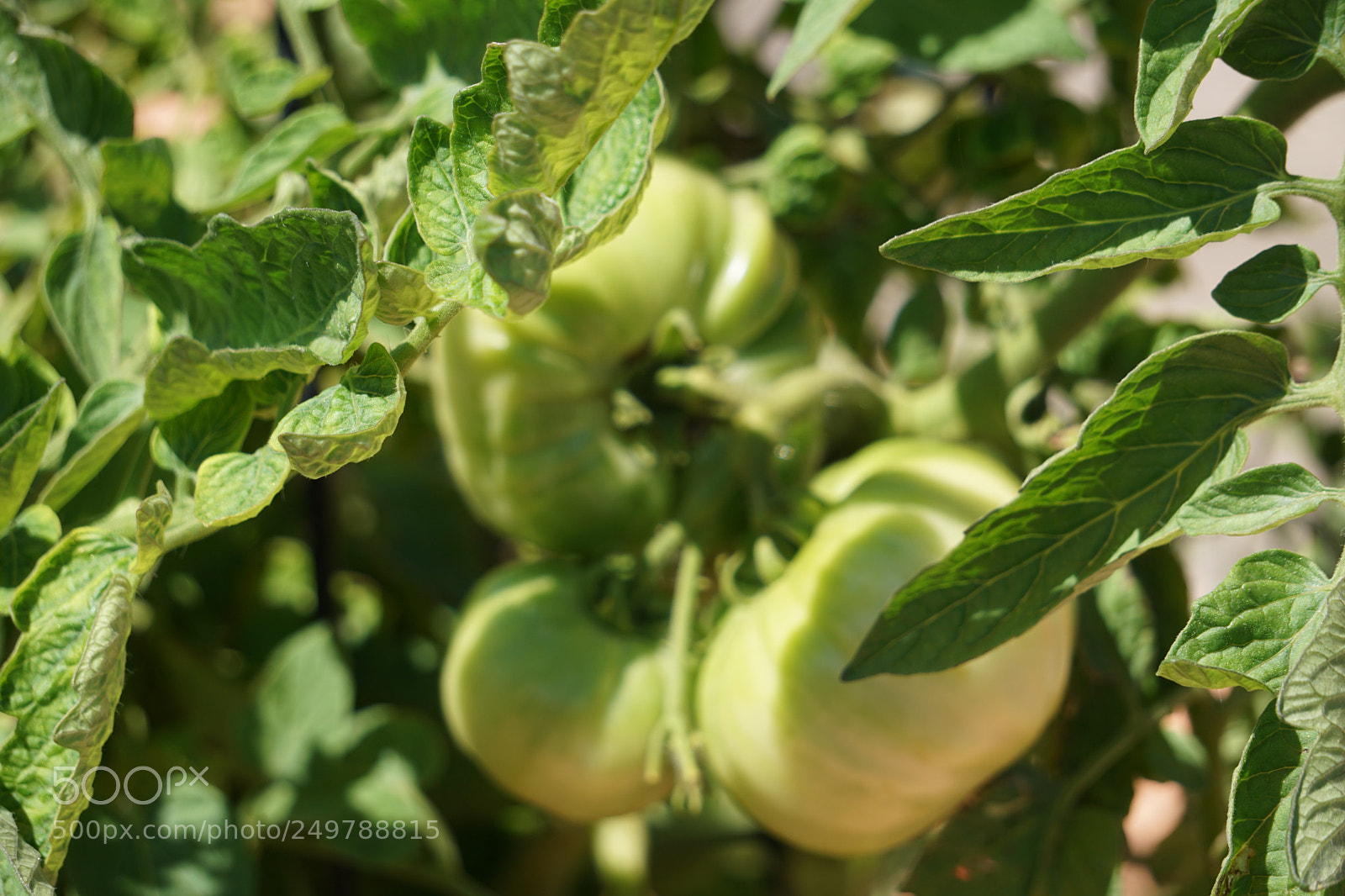 Sony a6000 sample photo. Dsc photography