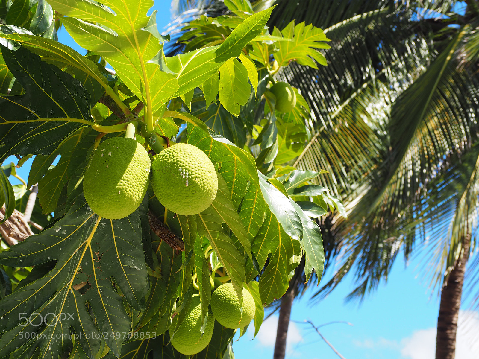 Olympus OM-D E-M10 II sample photo. The fruit that led photography