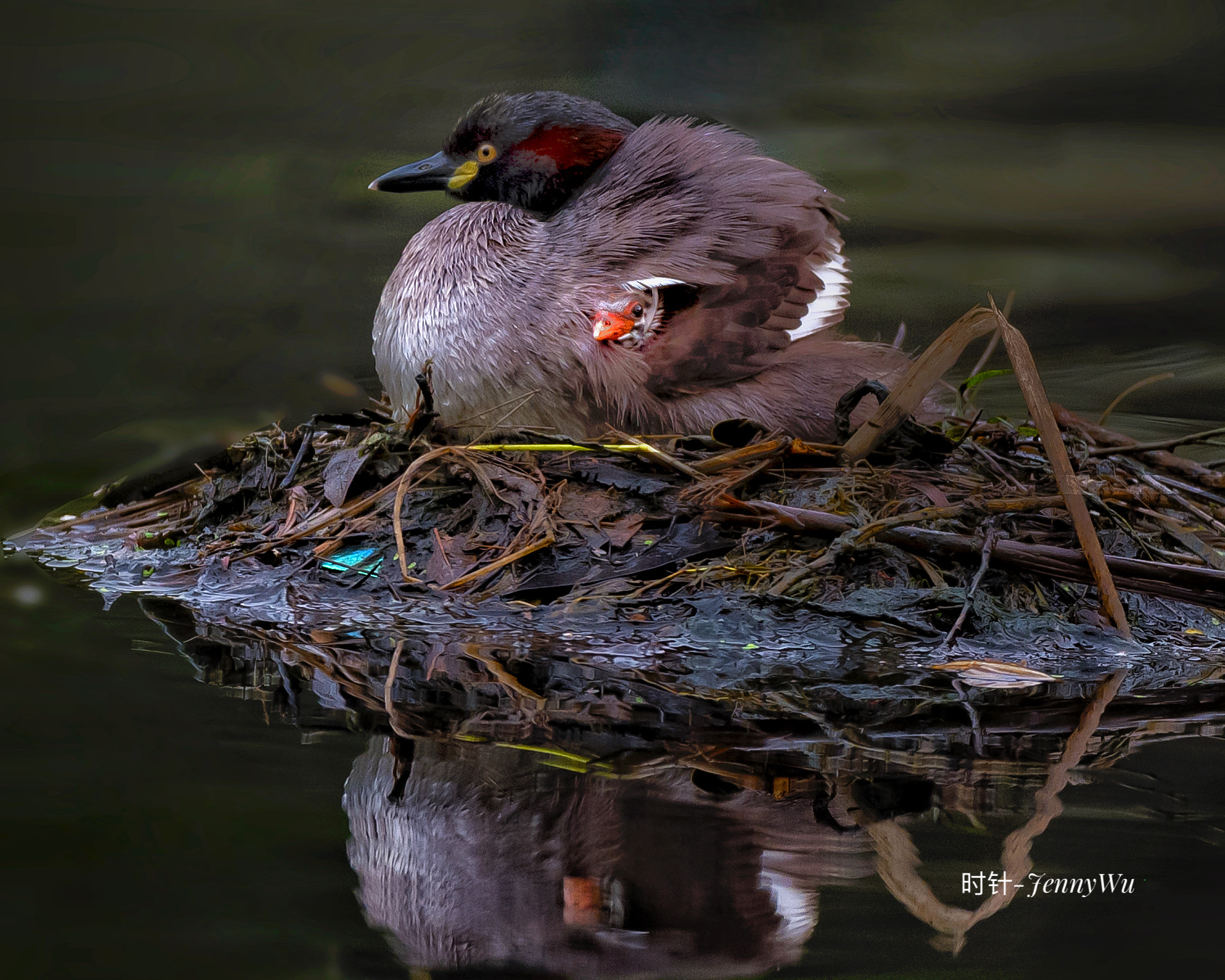 Nikon D810A sample photo. Curious eyes photography