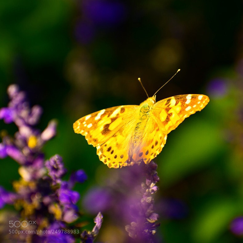 Nikon D3400 sample photo. Butterfly  photography