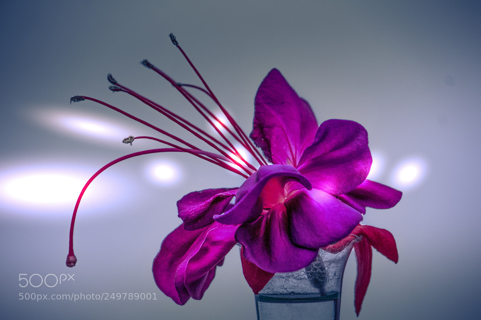 Canon EOS 650D (EOS Rebel T4i / EOS Kiss X6i) sample photo. Fuchsia photography