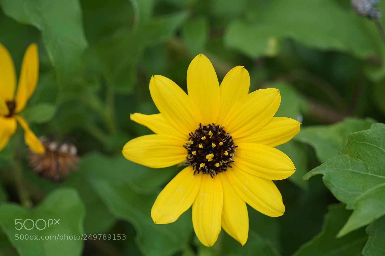 Sony a6000 sample photo. Dsc photography